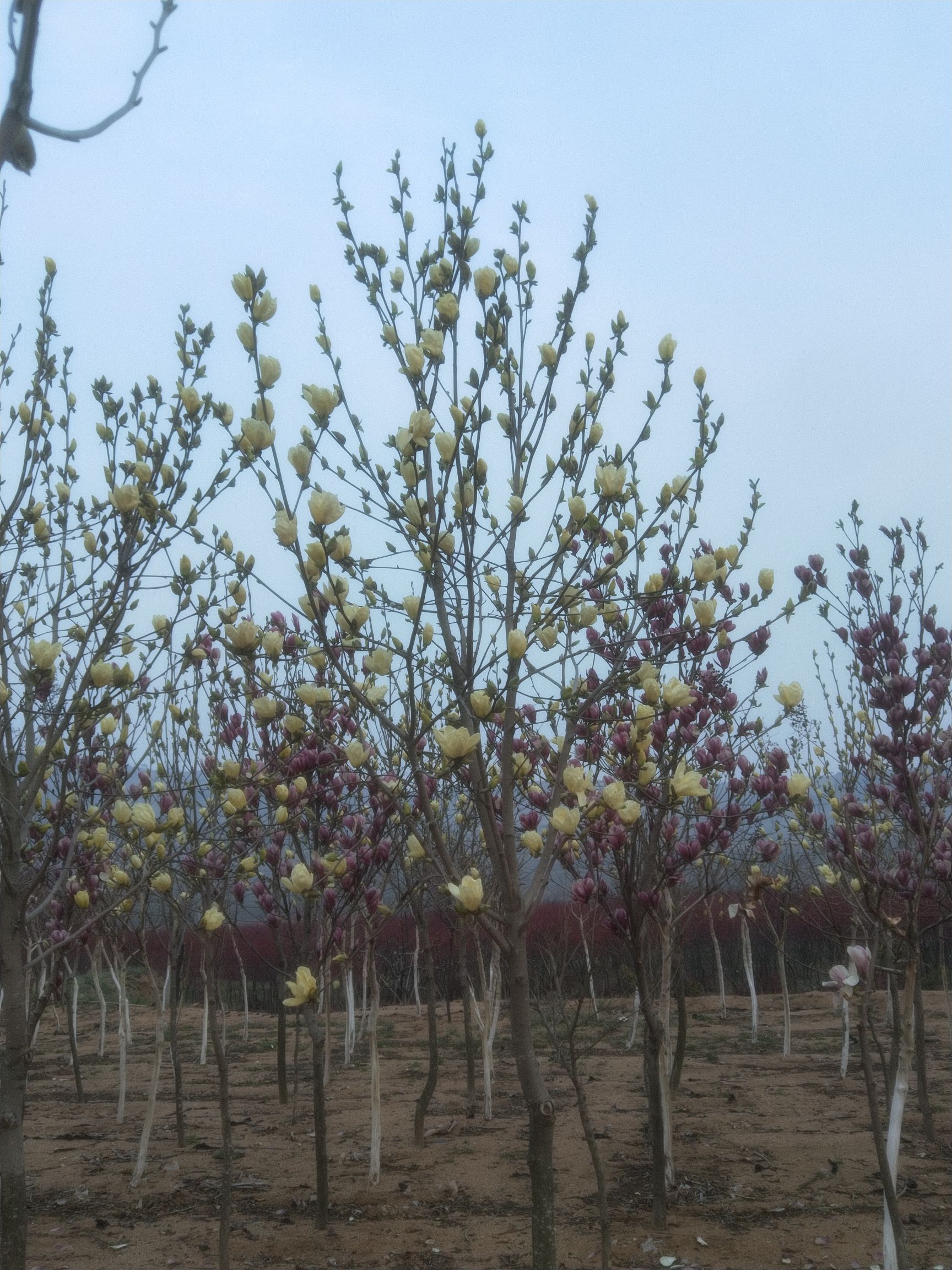 玉兰花 