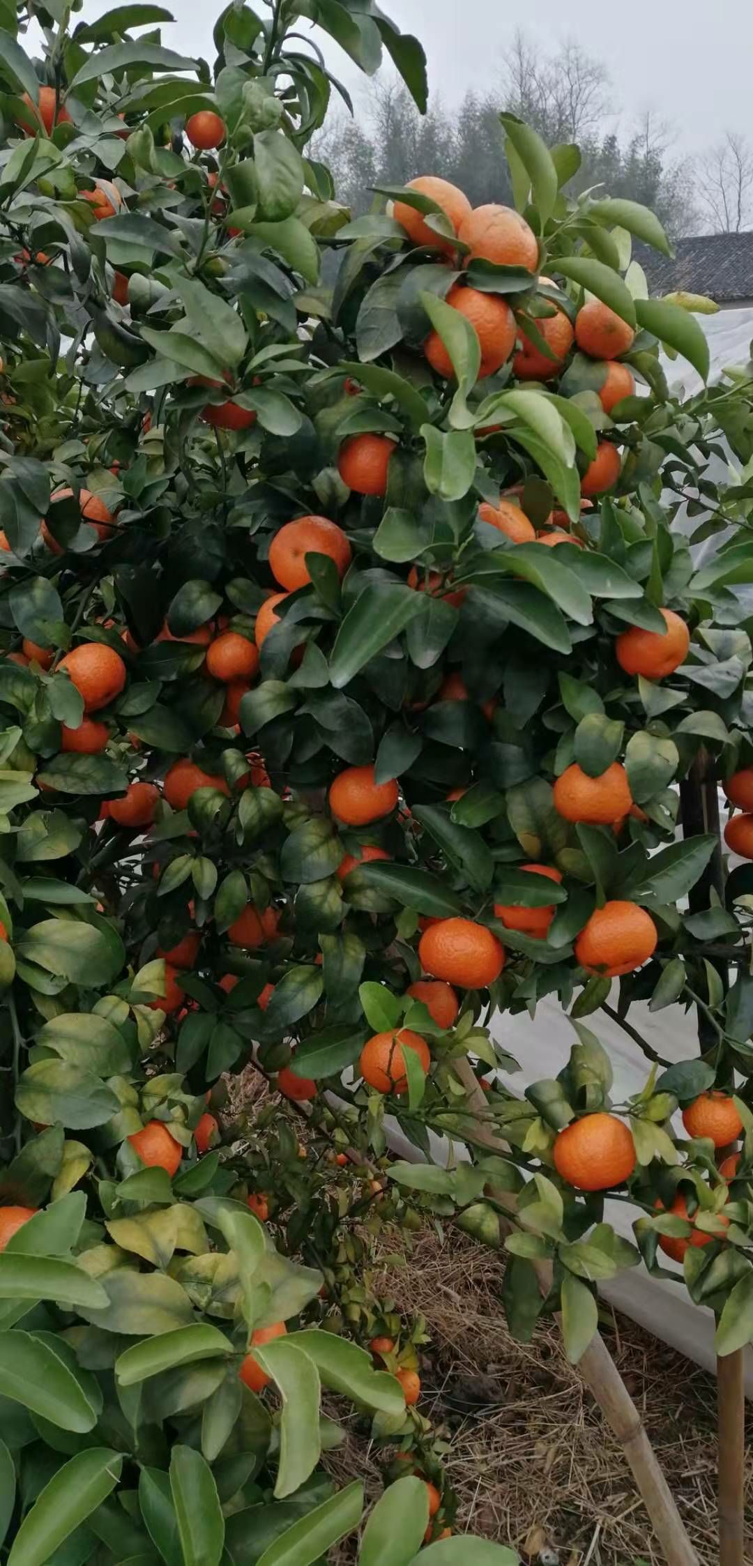 沙糖桔 春节已过,还有大量质优沙糖桔可以采摘