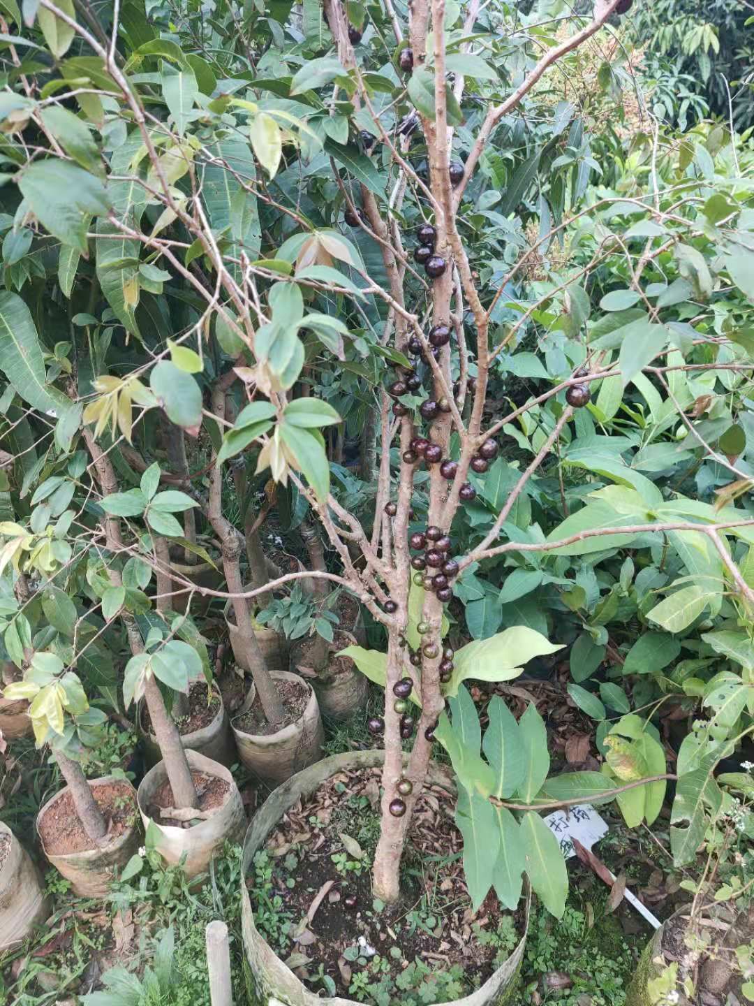 嘉宝果苗 嘉宝果树苗台湾巴沙早生艾斯卡嘉宝果树盆栽地栽树苗