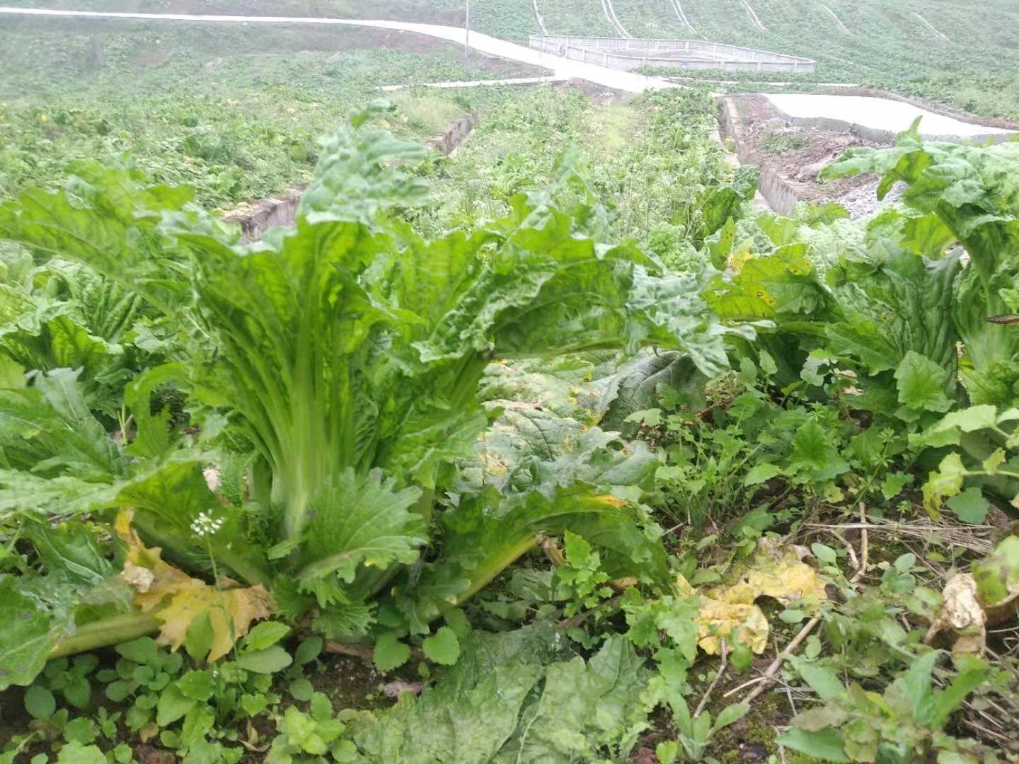 高品质奶奶菜 泡青菜,大量出售