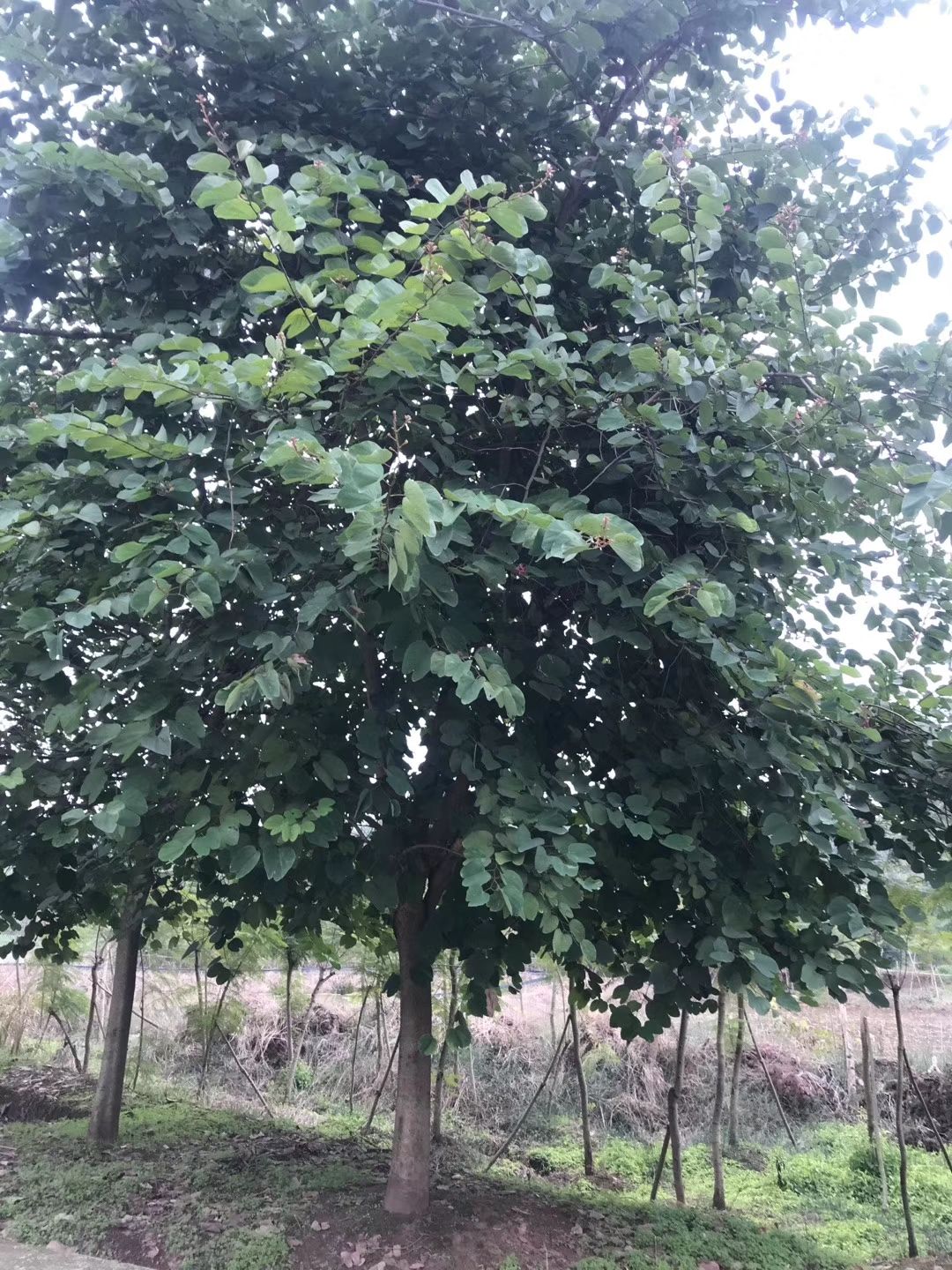 [红花紫荆批发] 羊蹄甲,香港紫荆,四川羊蹄甲基地出售