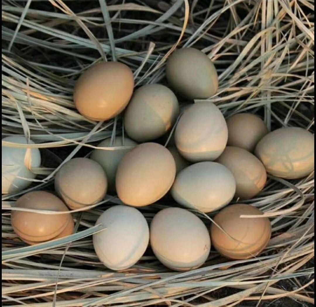 品质鸡蛋,质在我家,自家养殖的一手货源七彩山鸡蛋