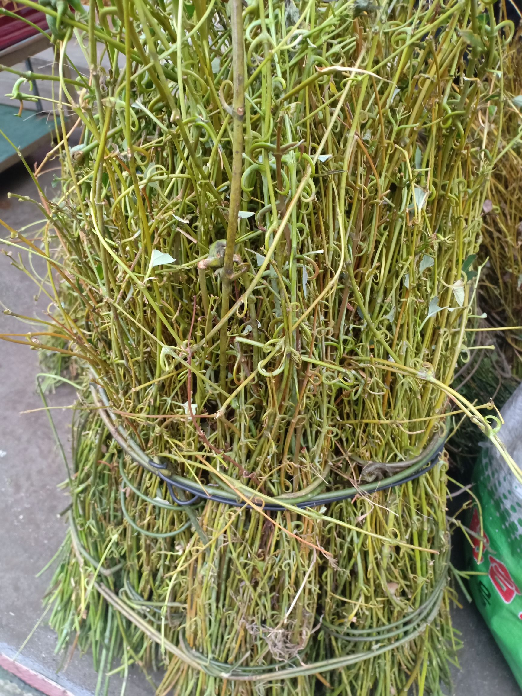 钩藤勾腾大货供应