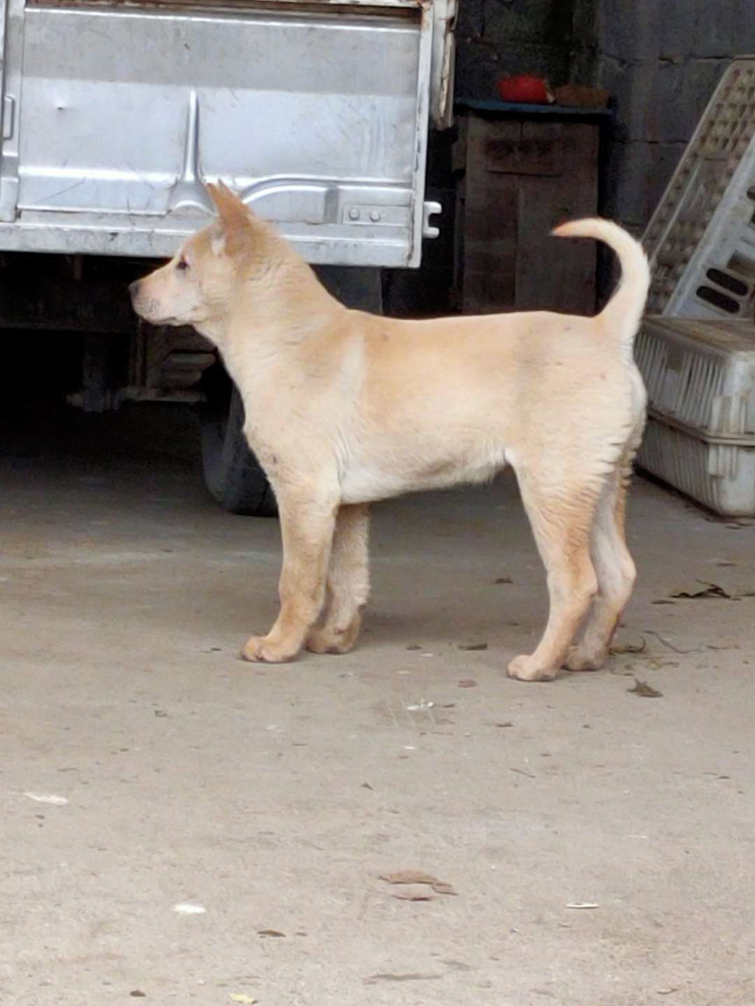 长期出售广西土猎狗,可以全国各地发货.