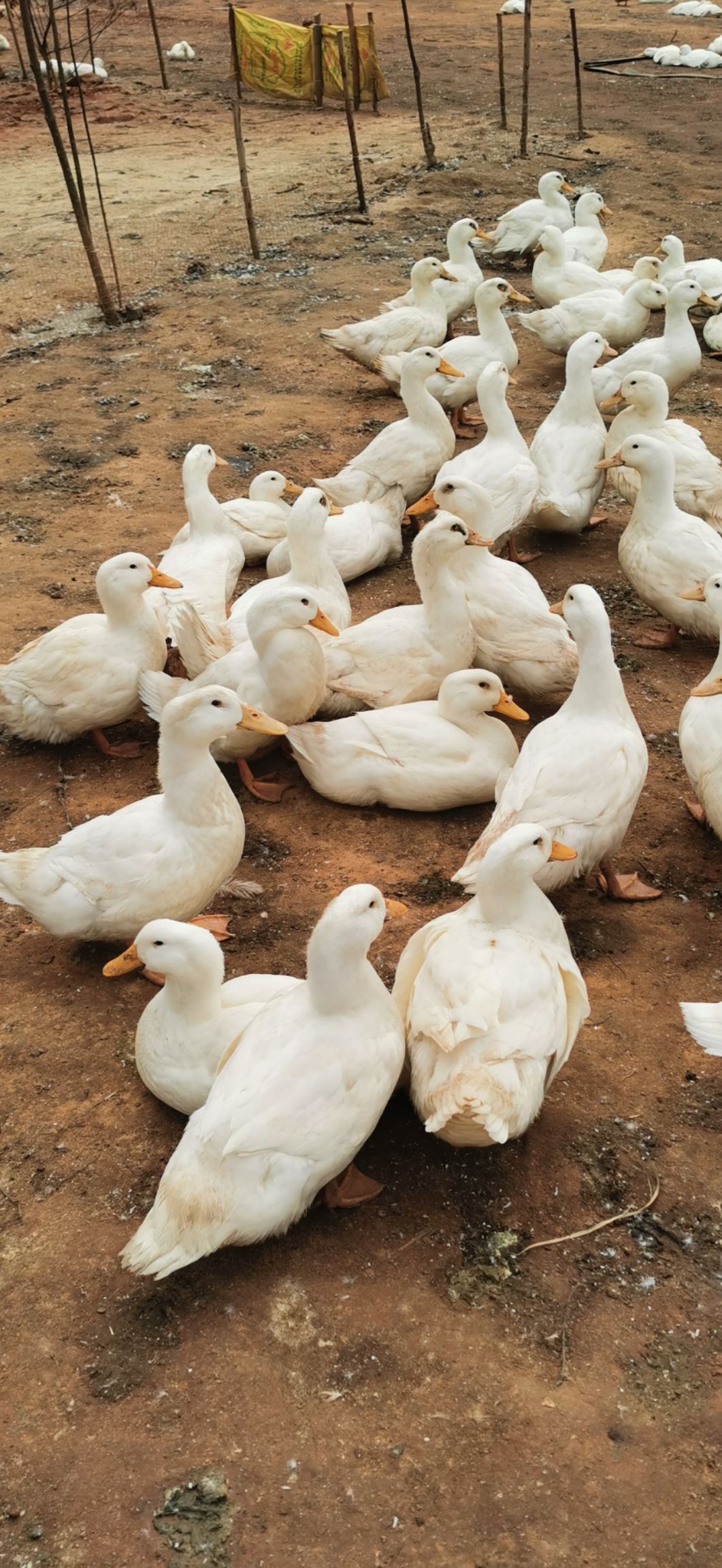 广东湛江遂溪县 大量出购白鸭肉鸭