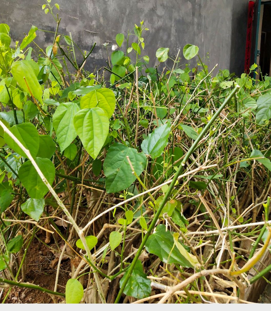 赤苍藤苗(姑娘菜),排毒养颜,每棵6-10元