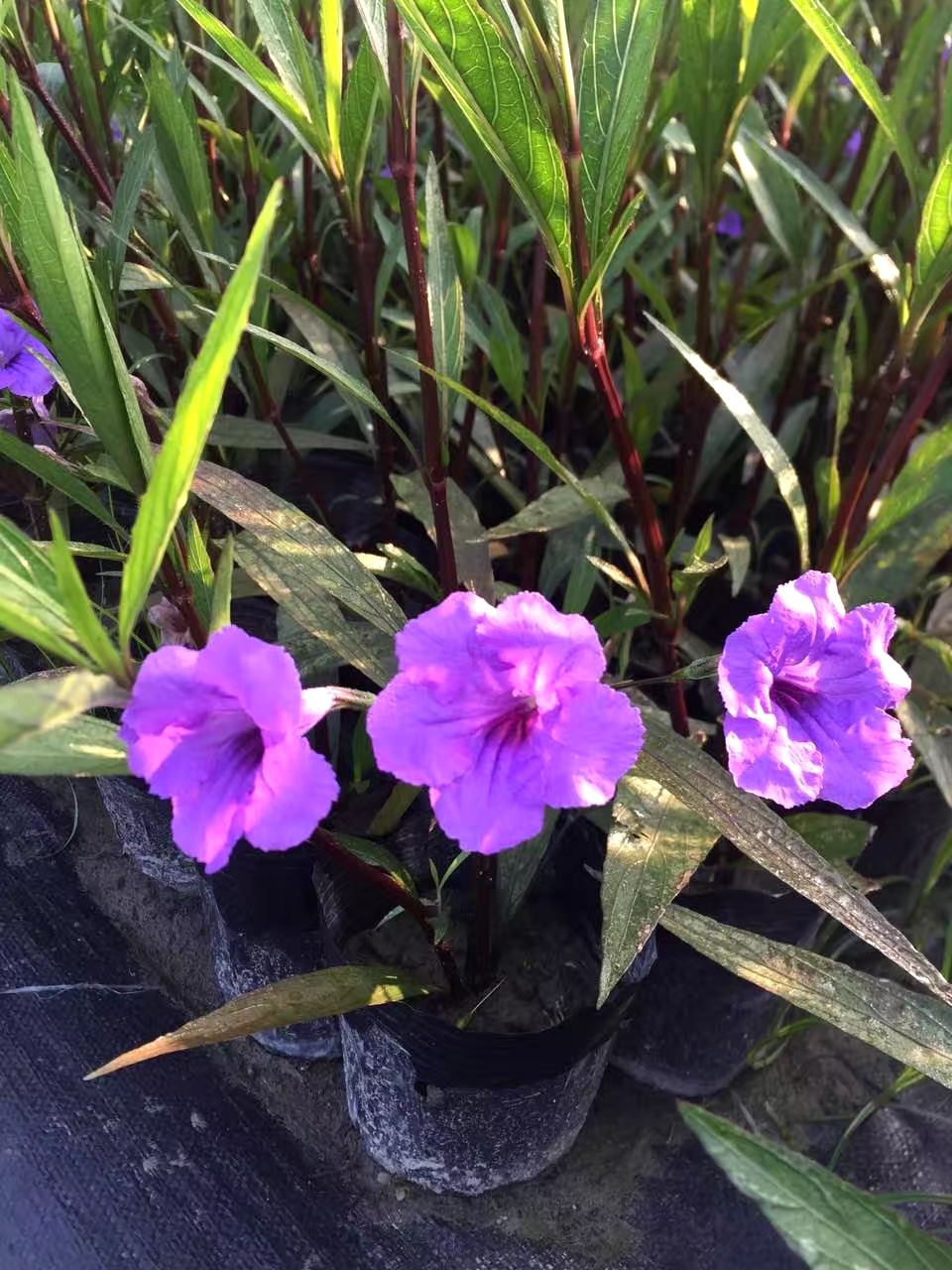 翠芦莉盆栽 翠芦莉,蓝花草,四川翠芦莉基地出售,成都翠芦莉批发价格