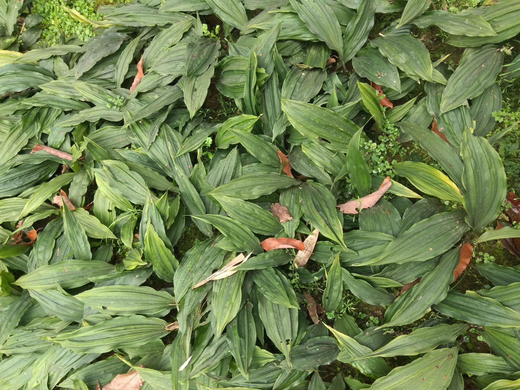 毛茨菇,山慈菇,冰球子