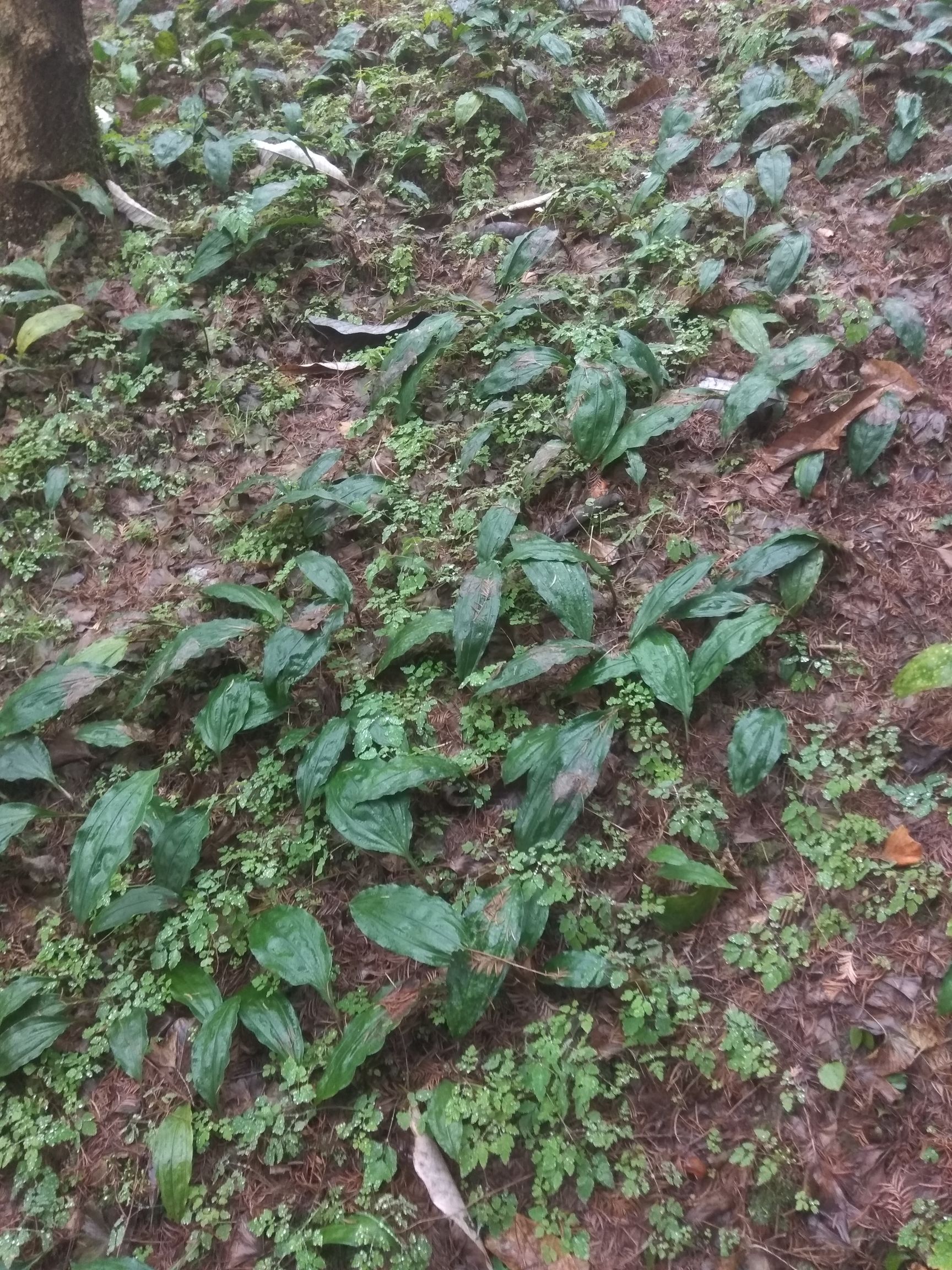 毛茨菇,山慈菇,冰球子