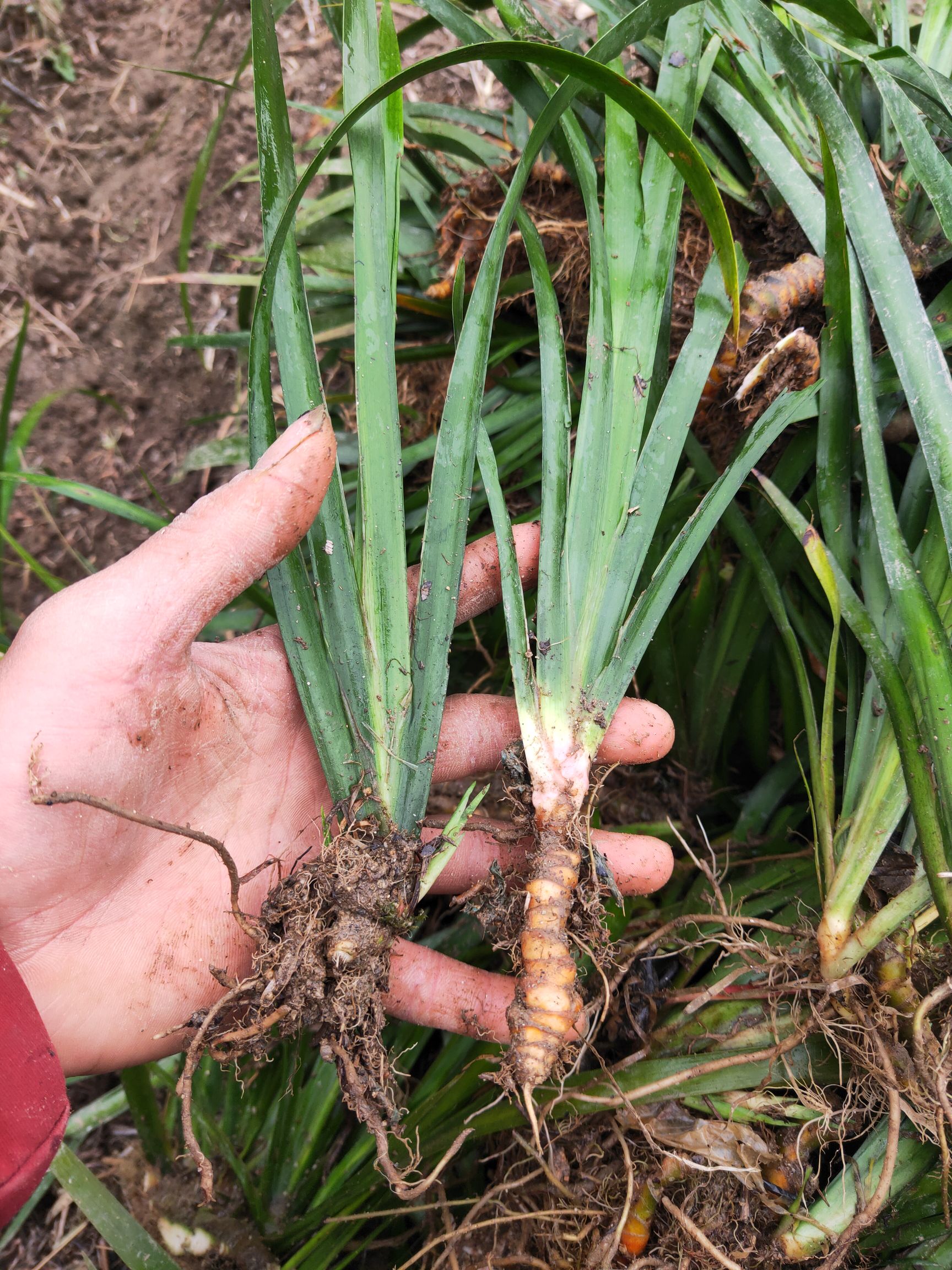 大量石菖蒲种苗销售,基地直供,欢迎实地考察.