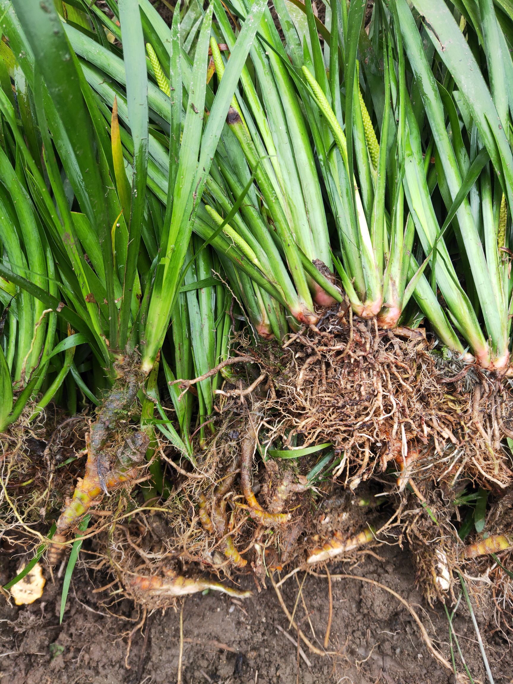 大量石菖蒲种苗销售,基地直供,欢迎实地考察.