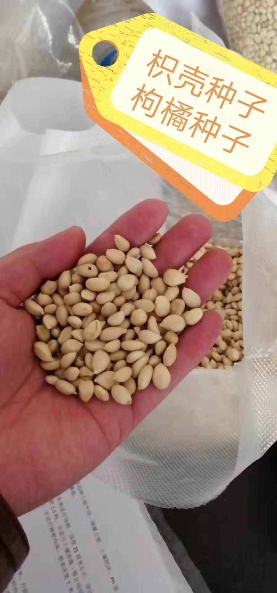 新采枸橘枳壳种子