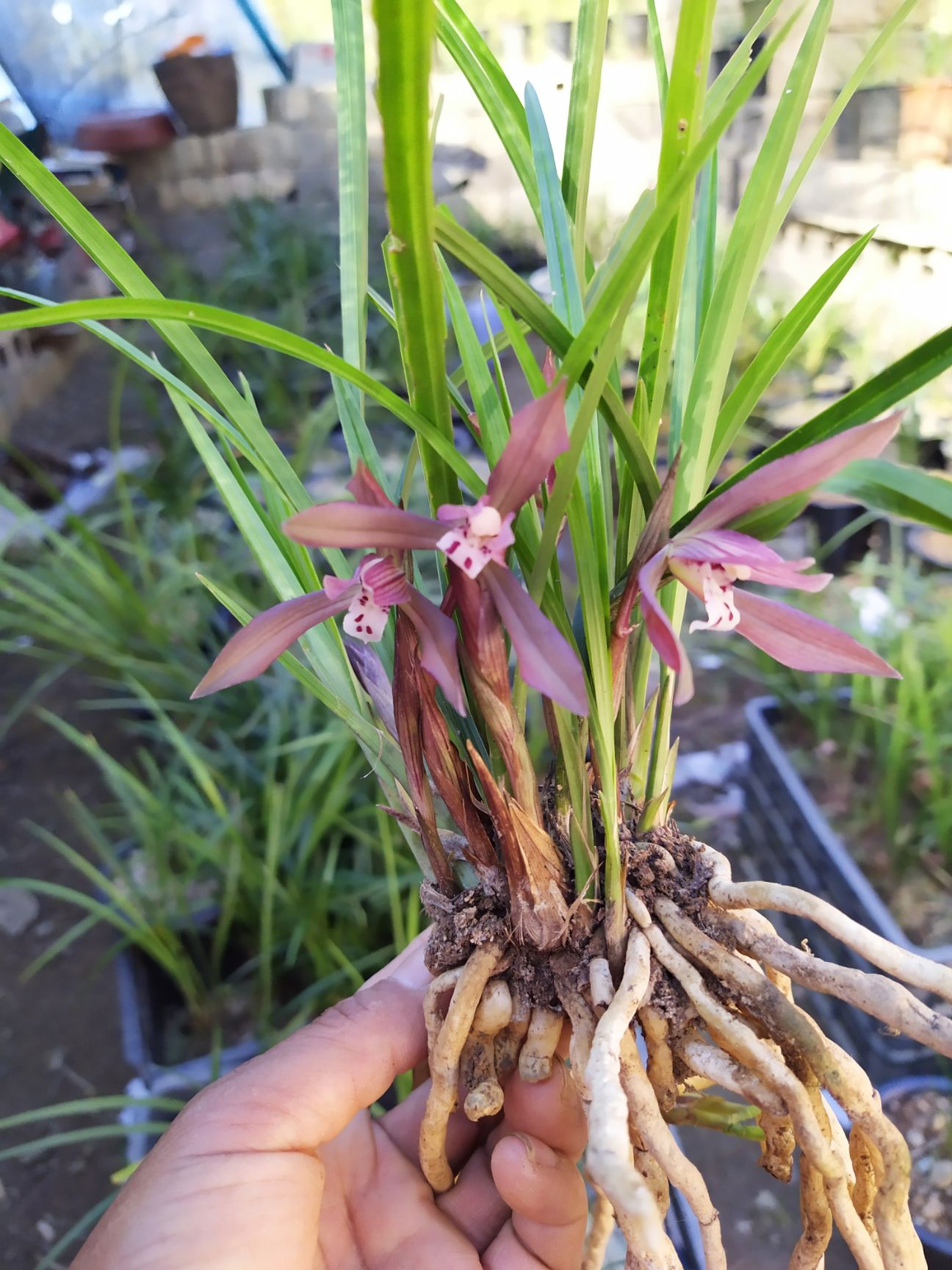 供应大厅  苗木花草  兰花  收藏 分享