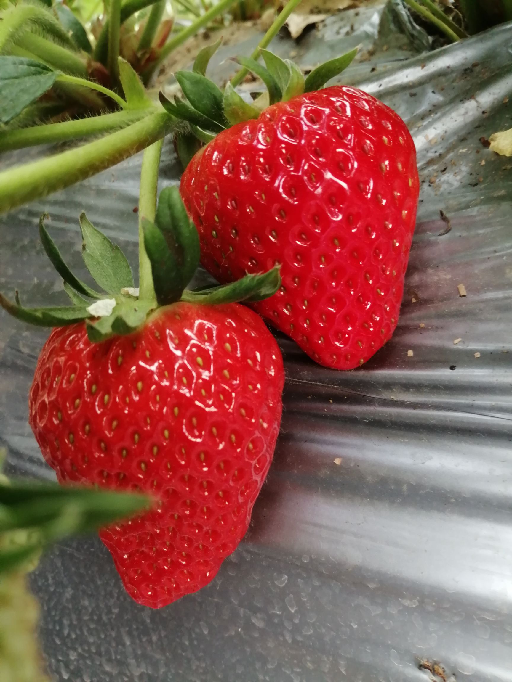 红颜草莓新鲜