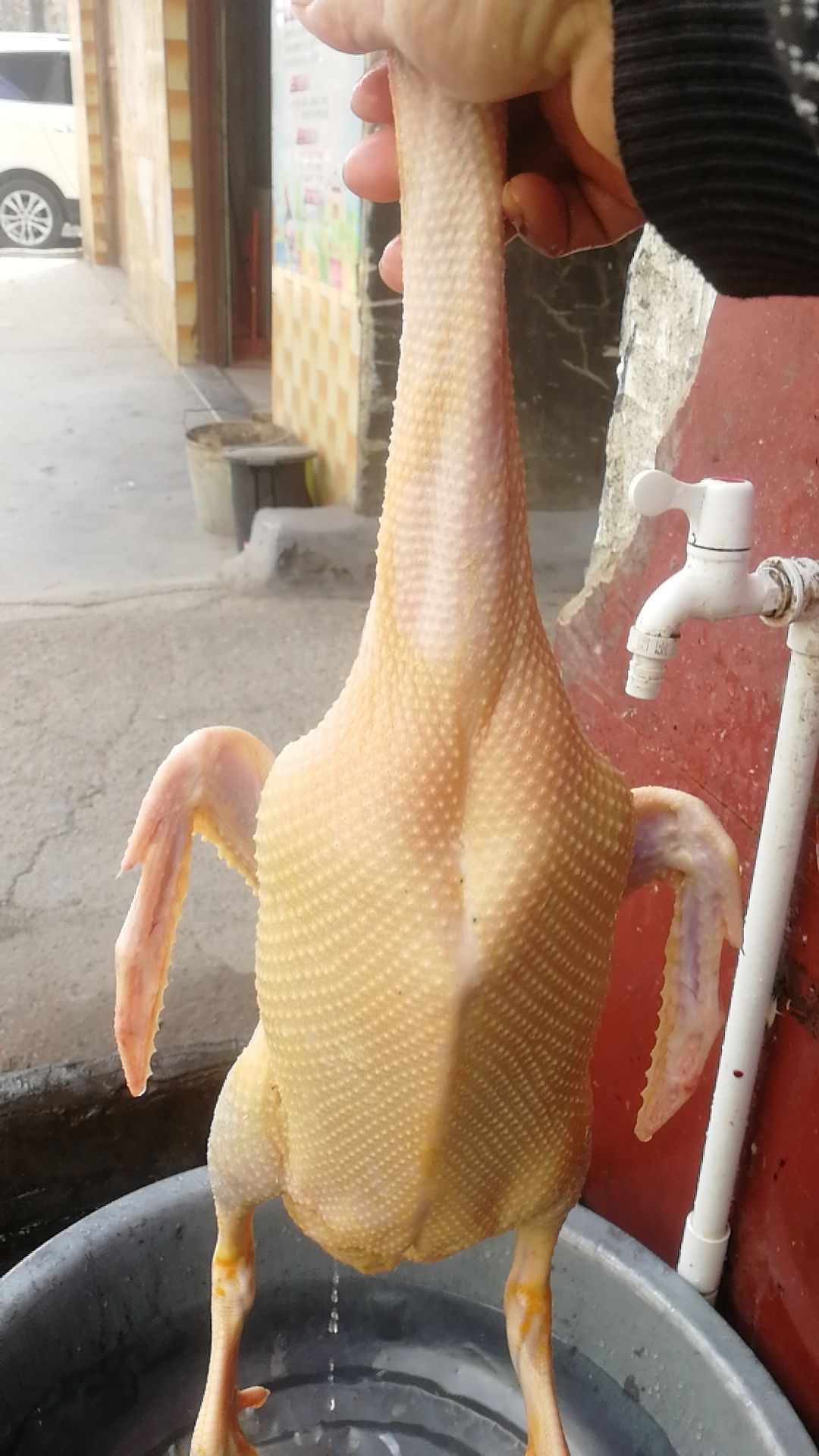 水鸭 正宗清水青头鸭