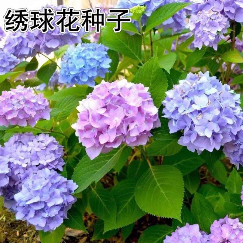 菊花种子 绣球花种子易活花草植物四季可播室内阳台庭院易种绣球花