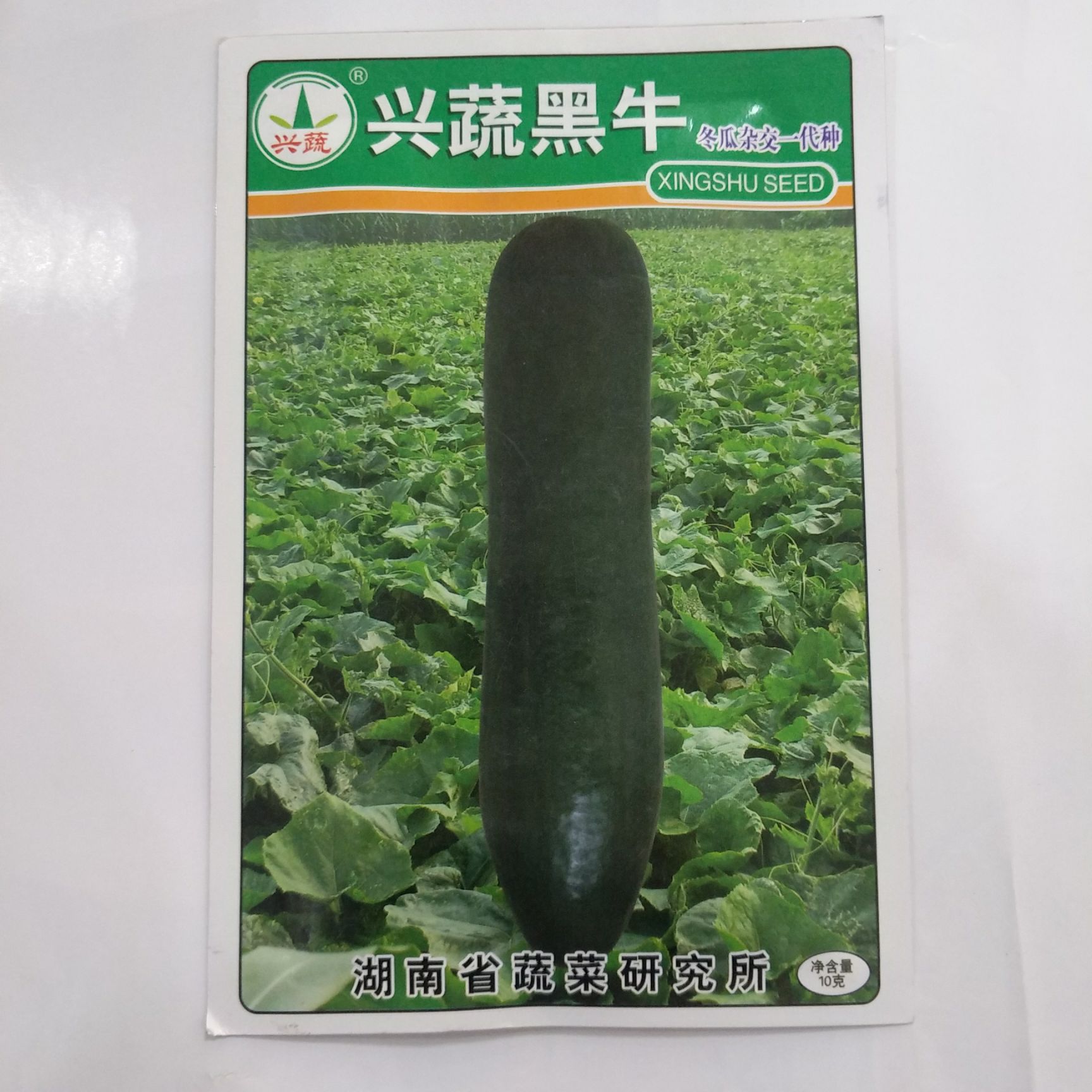 绿春小冬瓜种子批发基地合作社专用冬瓜种子