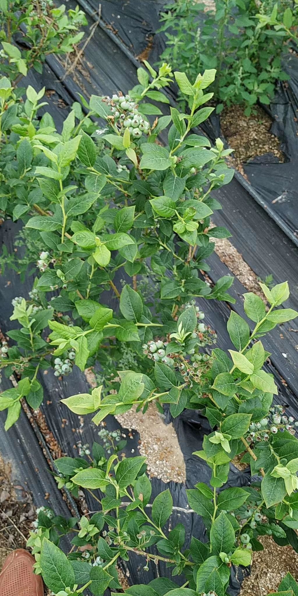 奥尼尔蓝莓苗南北方种植盆栽果苗收益高易管理抗病害蓝莓苗