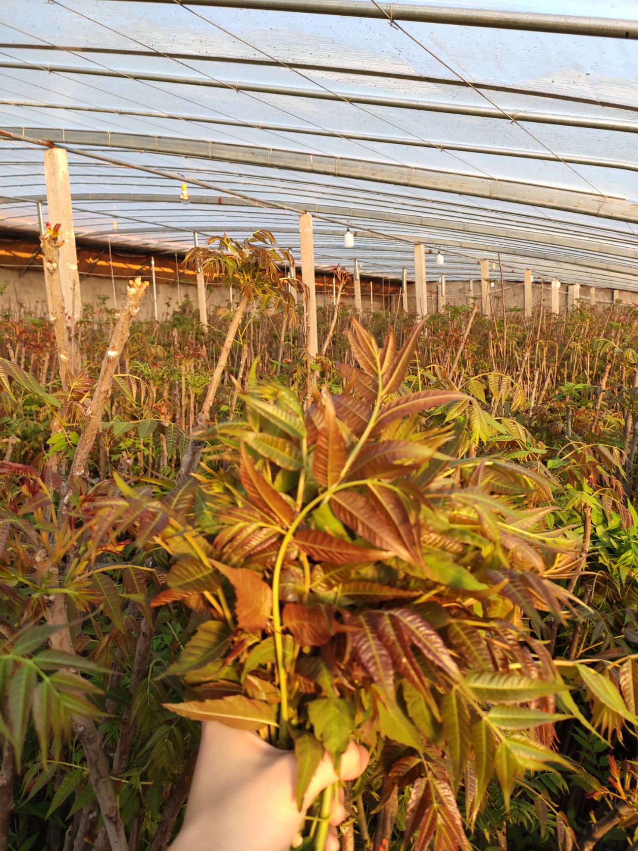 香椿芽 一级 大棚精品红油香椿 原产地发货