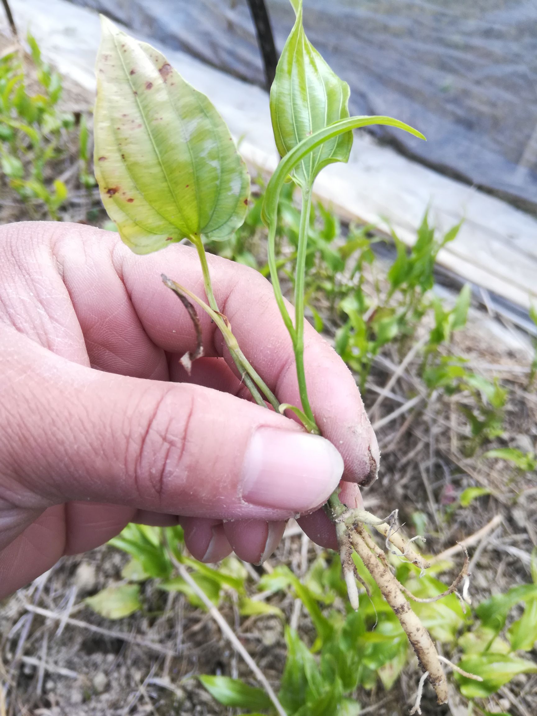 百部草 出售百部苗