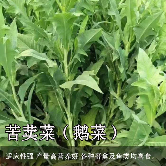 青绿饲料