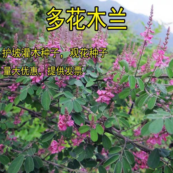 江苏省宿迁市沭阳县 多花木兰种子 蜜源植物野蓝枝种子公路绿化护坡型
