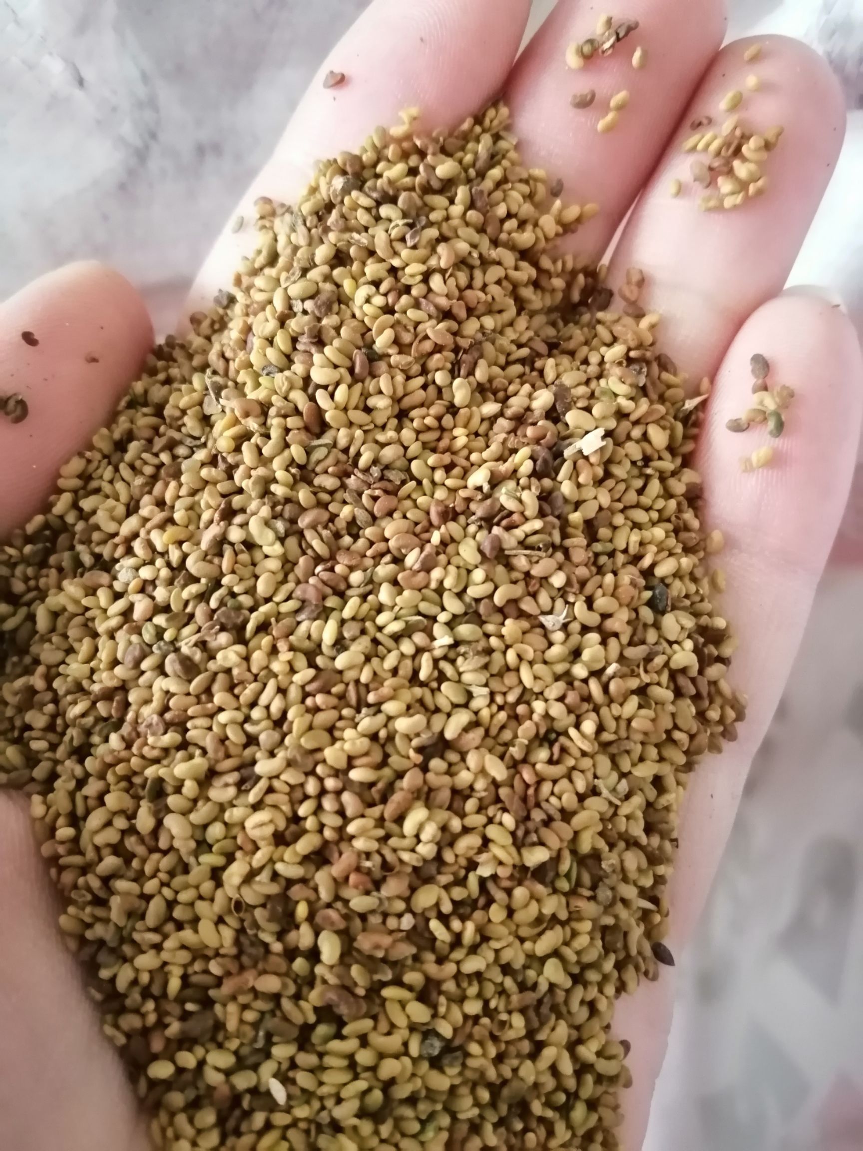 紫花苜蓿种子 四季高产公园小区绿化牛羊鹅鸡等饲料