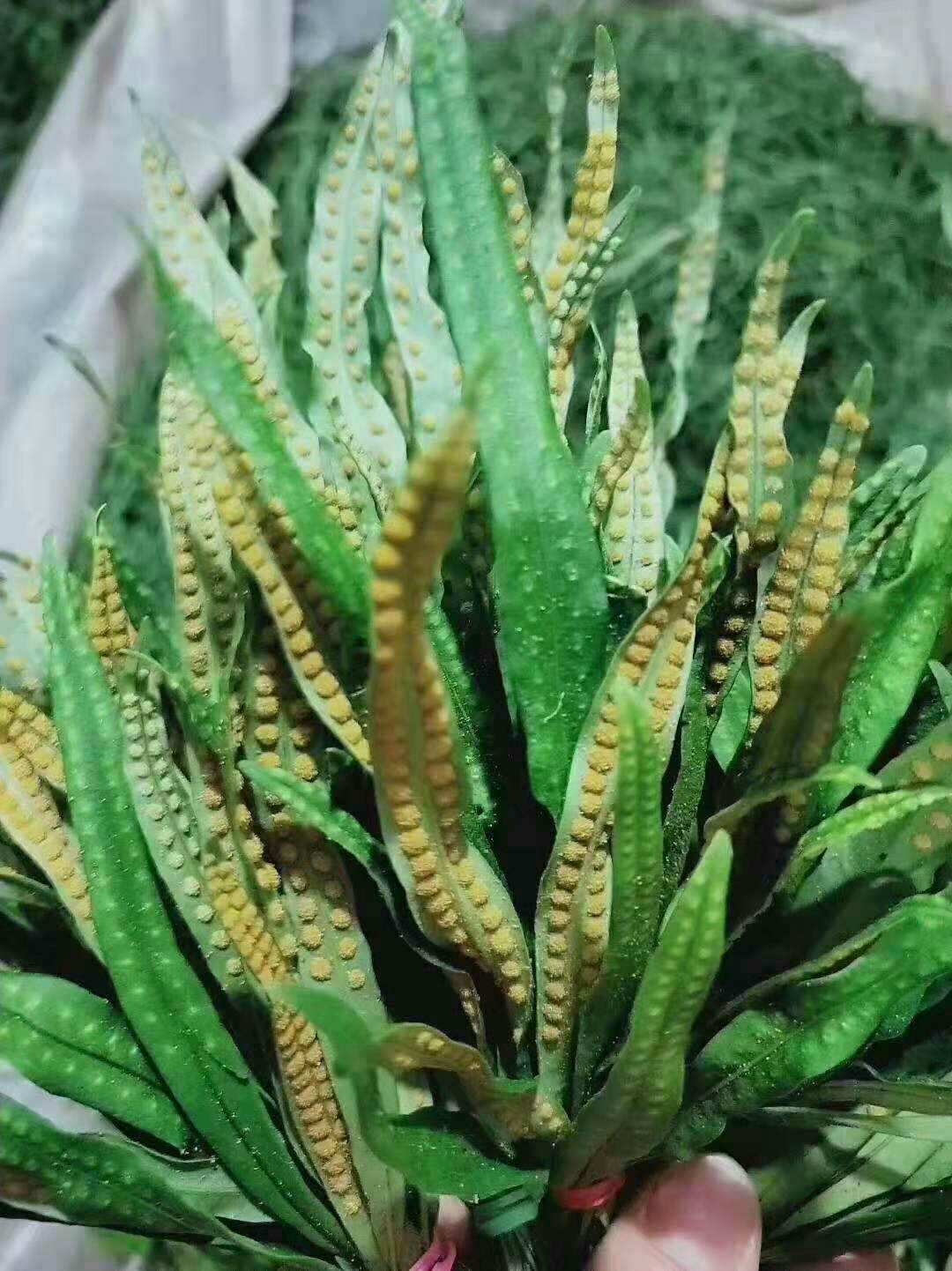 长白山石韦茶