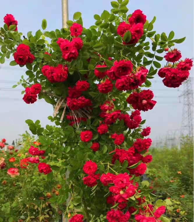 红木香花苗爬藤植物浓香四季室内全年开花很香的黄白木香花苗