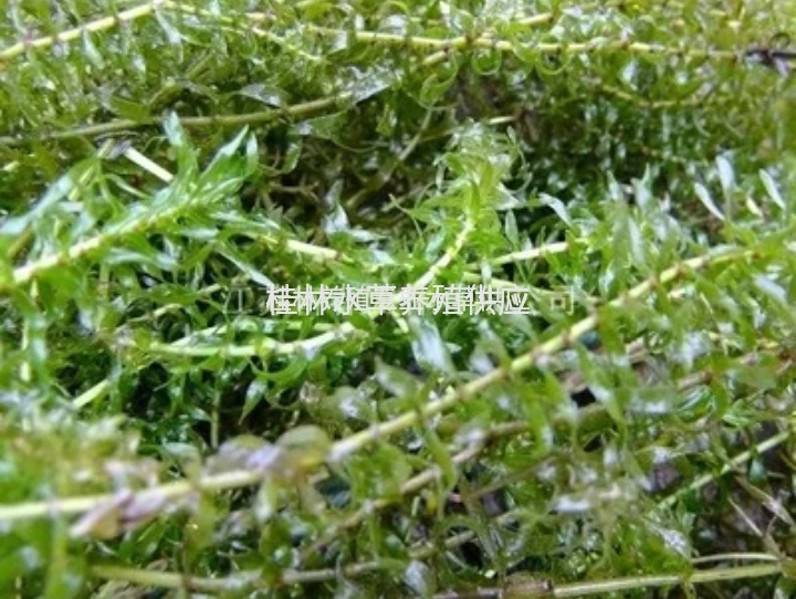 水虾草 特色水产养殖专用