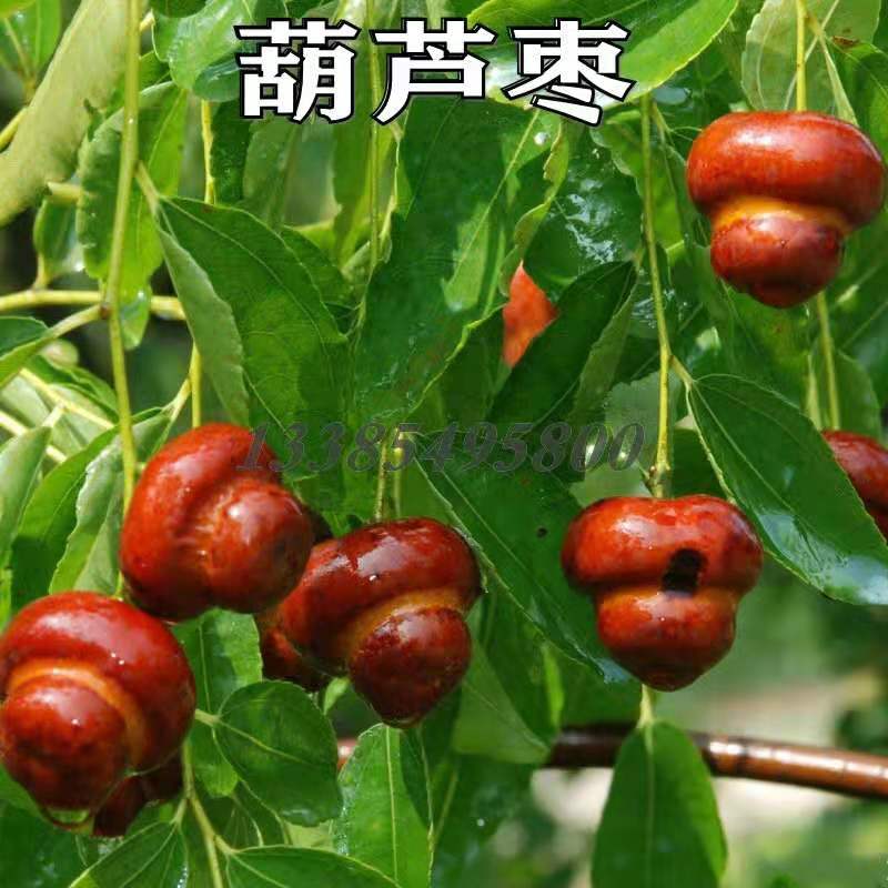 葫芦枣树苗活苗当年结果地栽枣子树苗南方北方种植枣树嫁接苗特大
