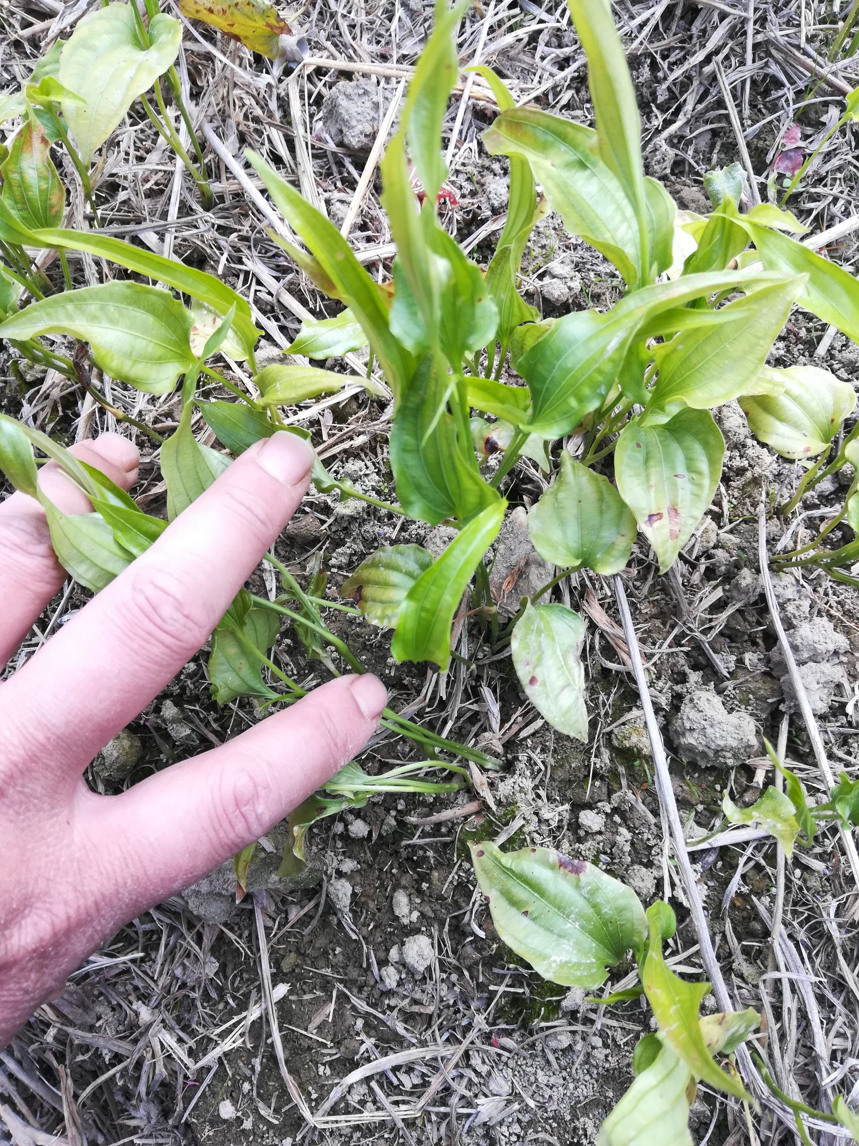 百部草 出售百部苗
