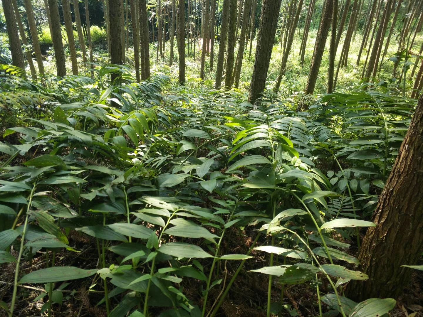 多花黄精种苗,种茎,芽头