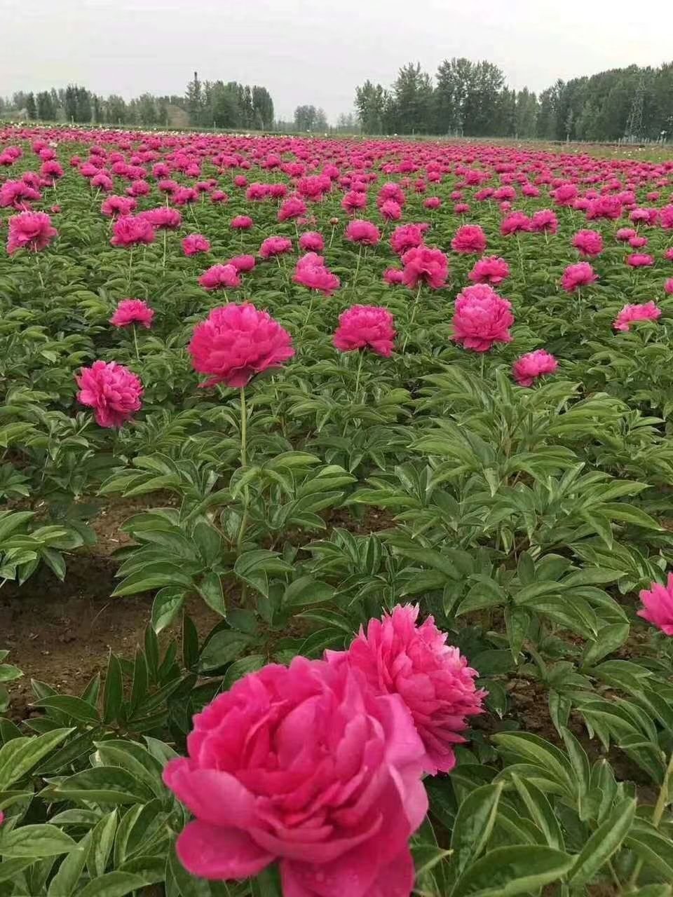 [多花芍药批发] 观赏芍药价格15元/棵 10000棵起批