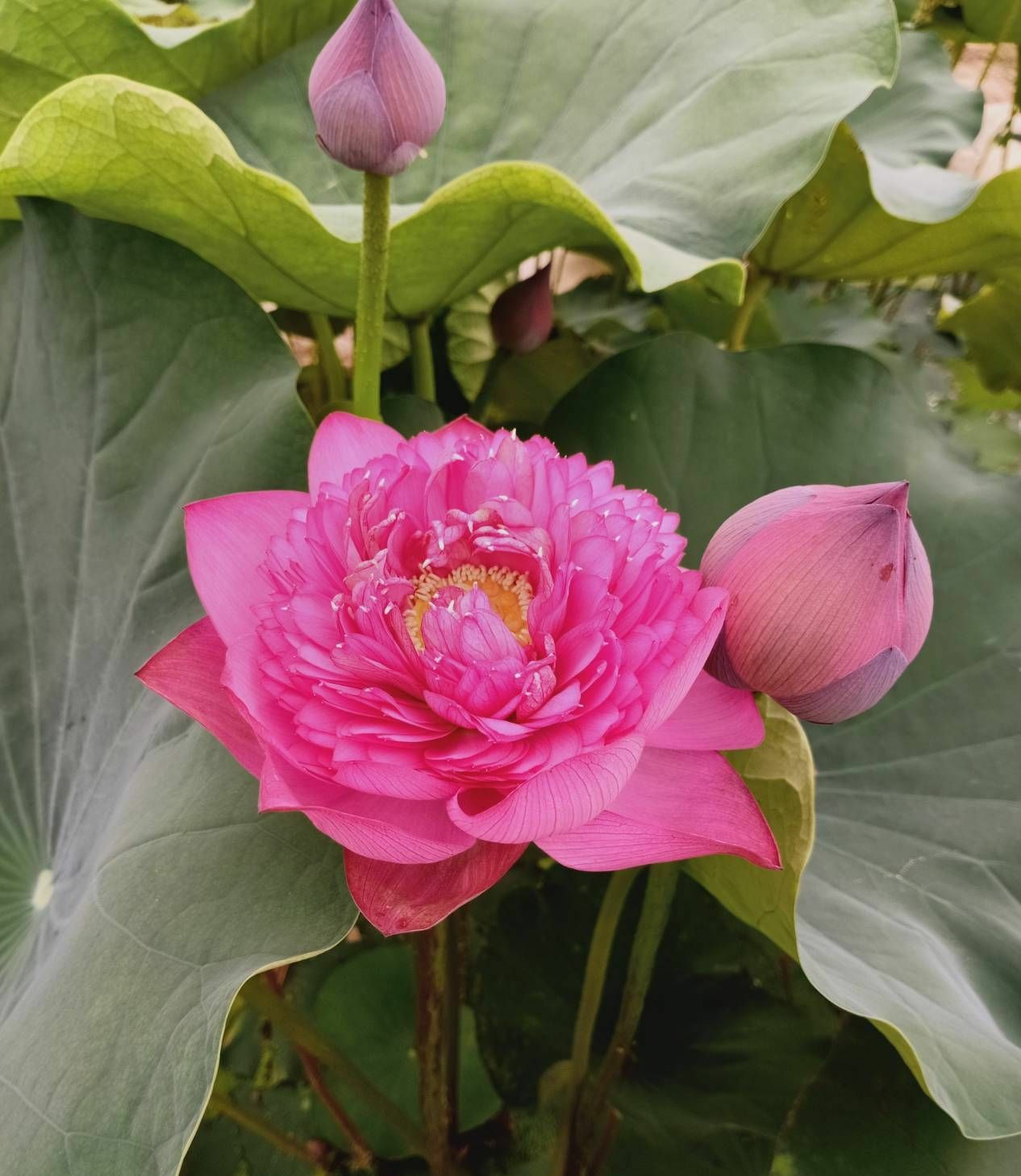 江苏连云港海州区 荷花苗 观赏荷花苗 精品荷花 重瓣荷花苗 单瓣荷花