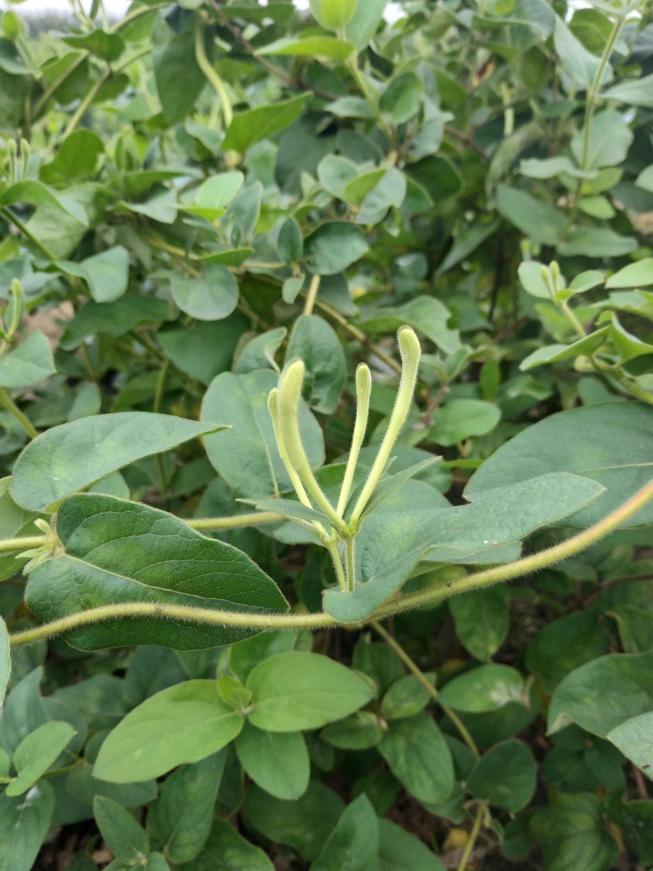 河南金银花二花,绒毛大毛,自产自销,无添加,农家有机肥种植