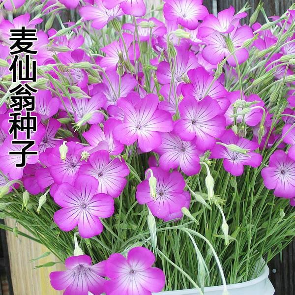 宿迁沭阳县 盆栽庭院花种子草花种子野花种子麦仙翁种子四季播种