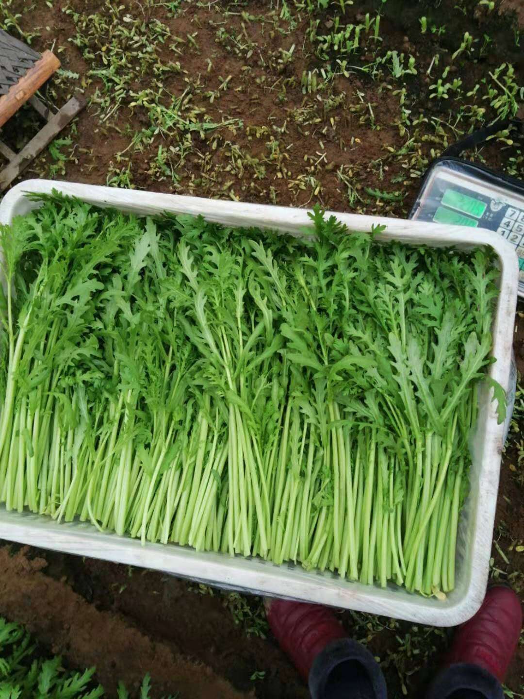 新鲜无公害光杆散装鲜茼蒿菜上市中常年供应货