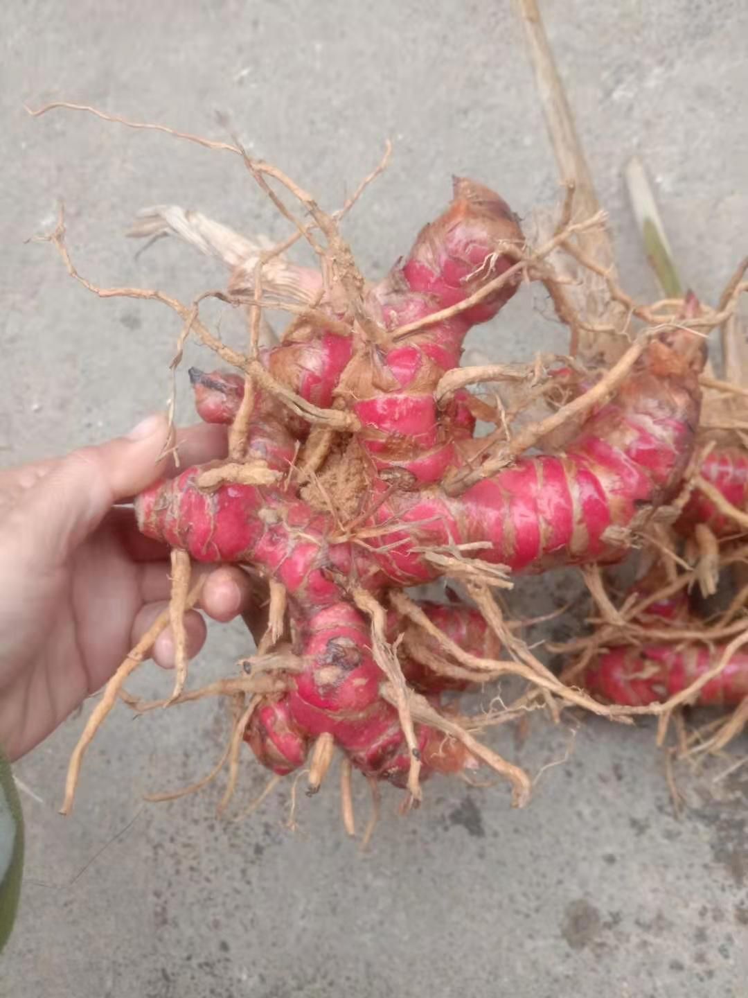 山地种植山姜