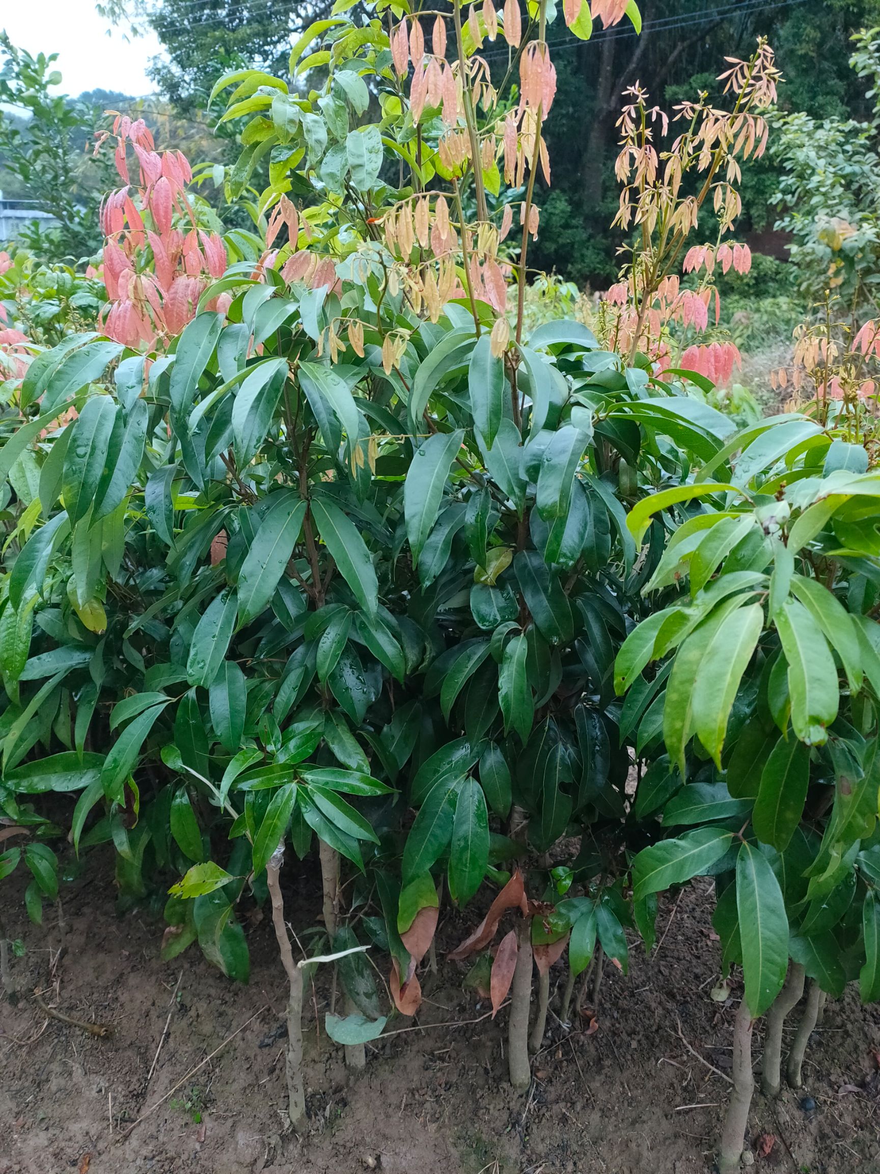 鸡嘴荔枝苗,正宗嫁接苗,基地直供,量大从优