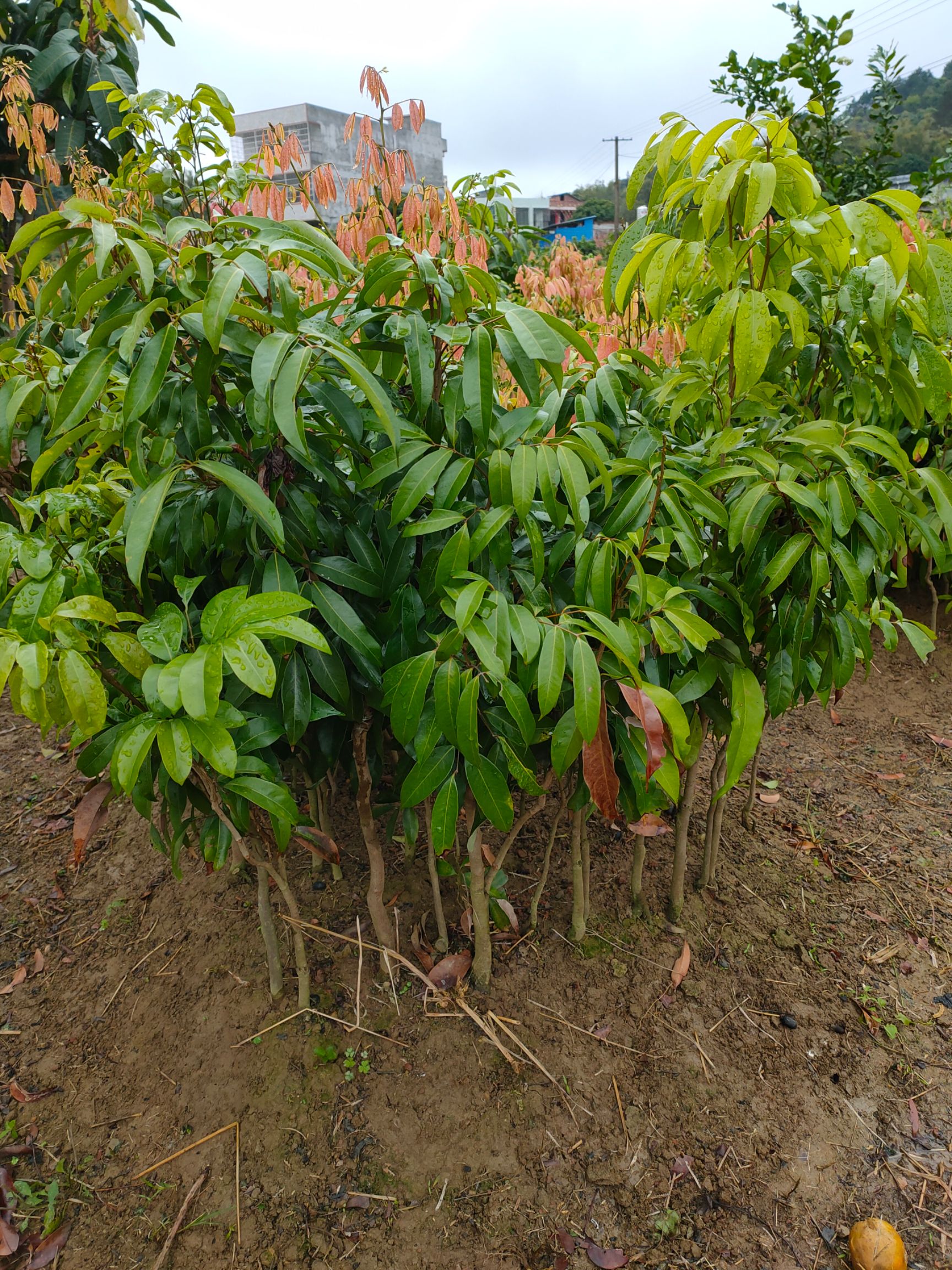 鸡嘴荔枝苗,正宗嫁接苗,基地直供,量大从优