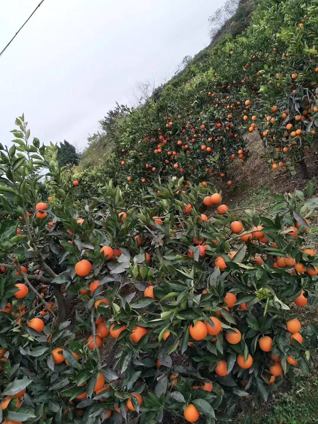 资中血橙 塔罗科血橙 四川资中县特产血中华血橙塔罗科现货供应