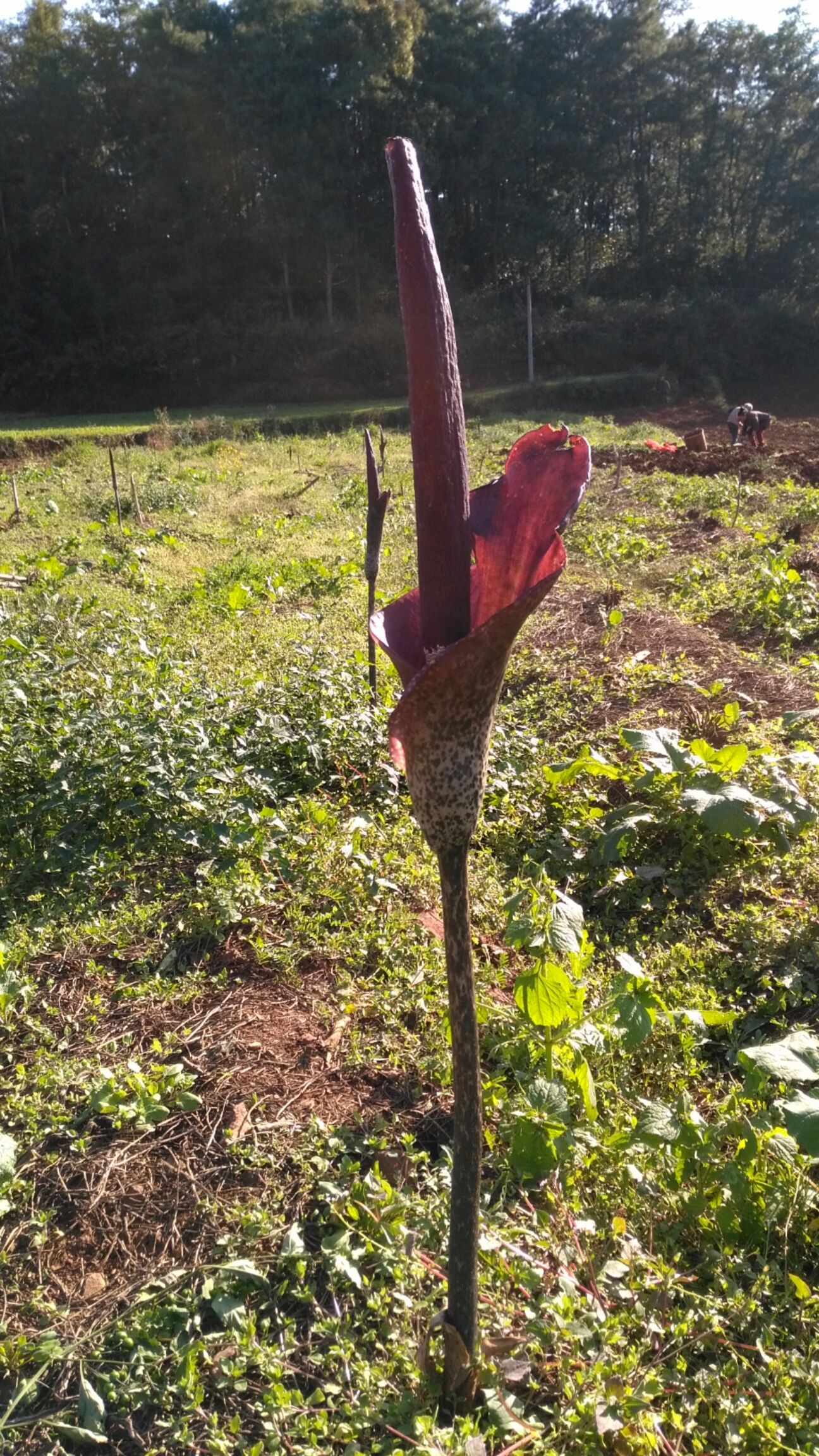 魔芋种子云南花魔芋产地直供免费提供种植技术包回收