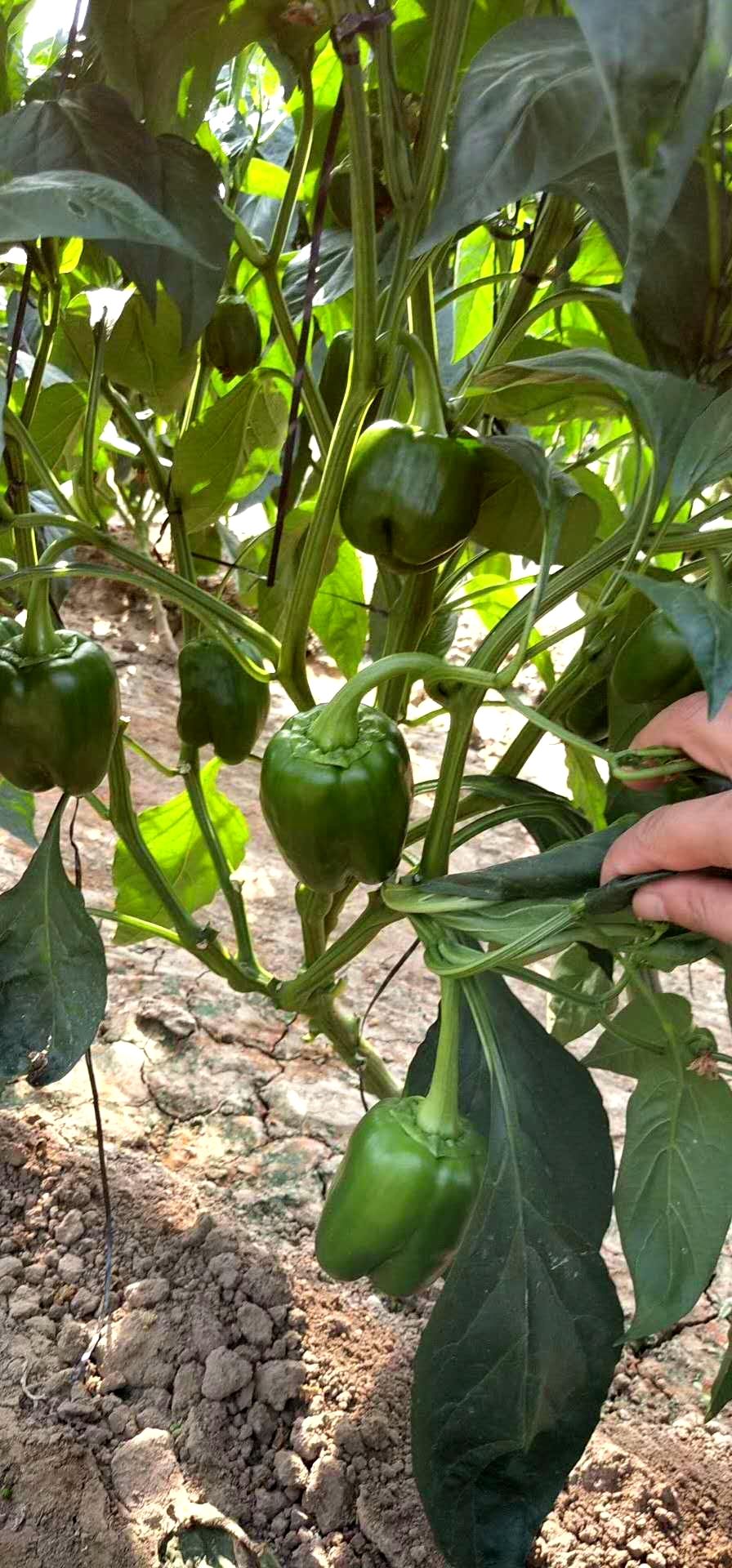 种子种苗  辣椒种子   可以提供:基地直供,支持快递,免费种植技术