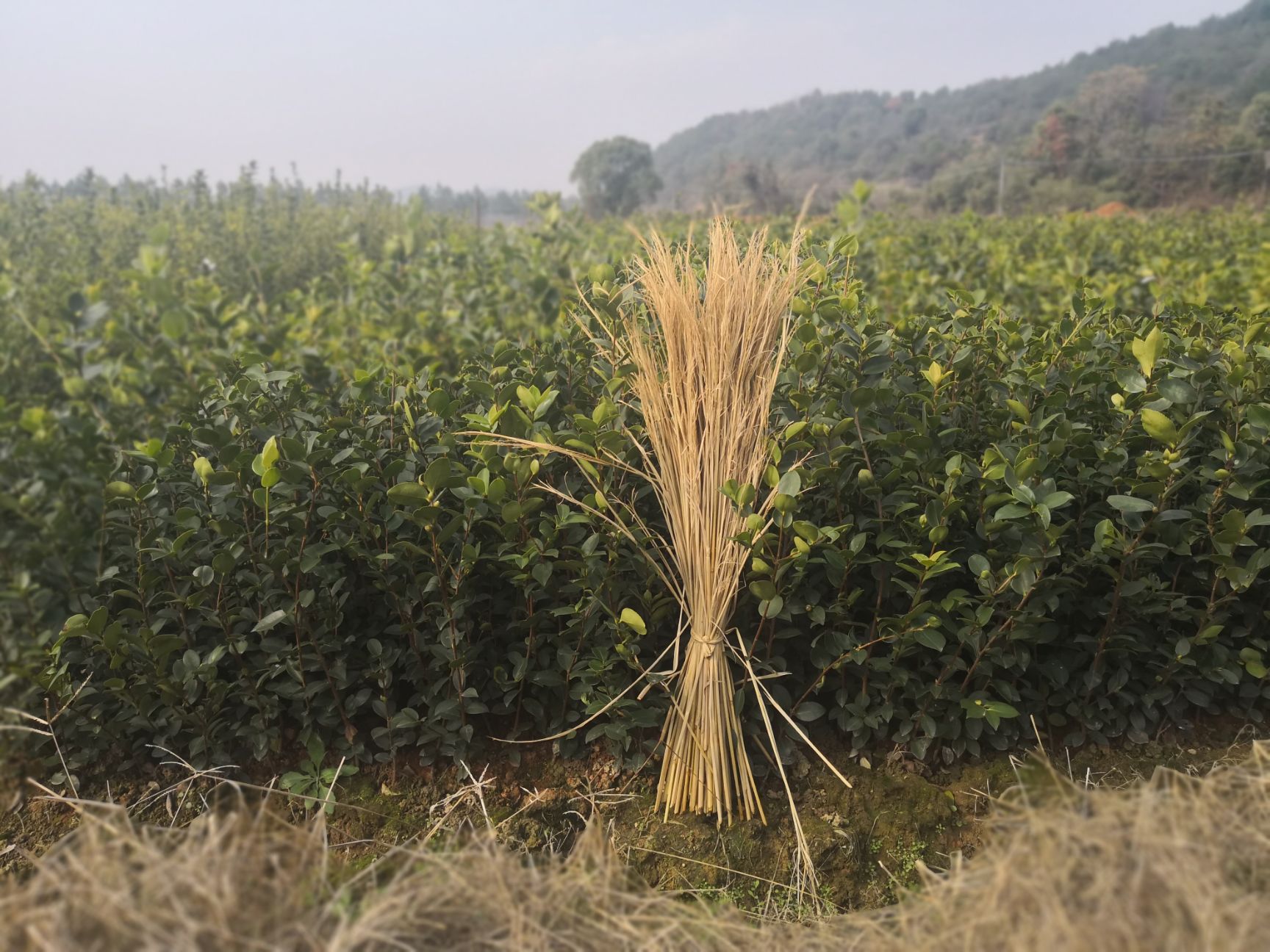 油茶苗 添受油茶圃供应白花,大果红花!