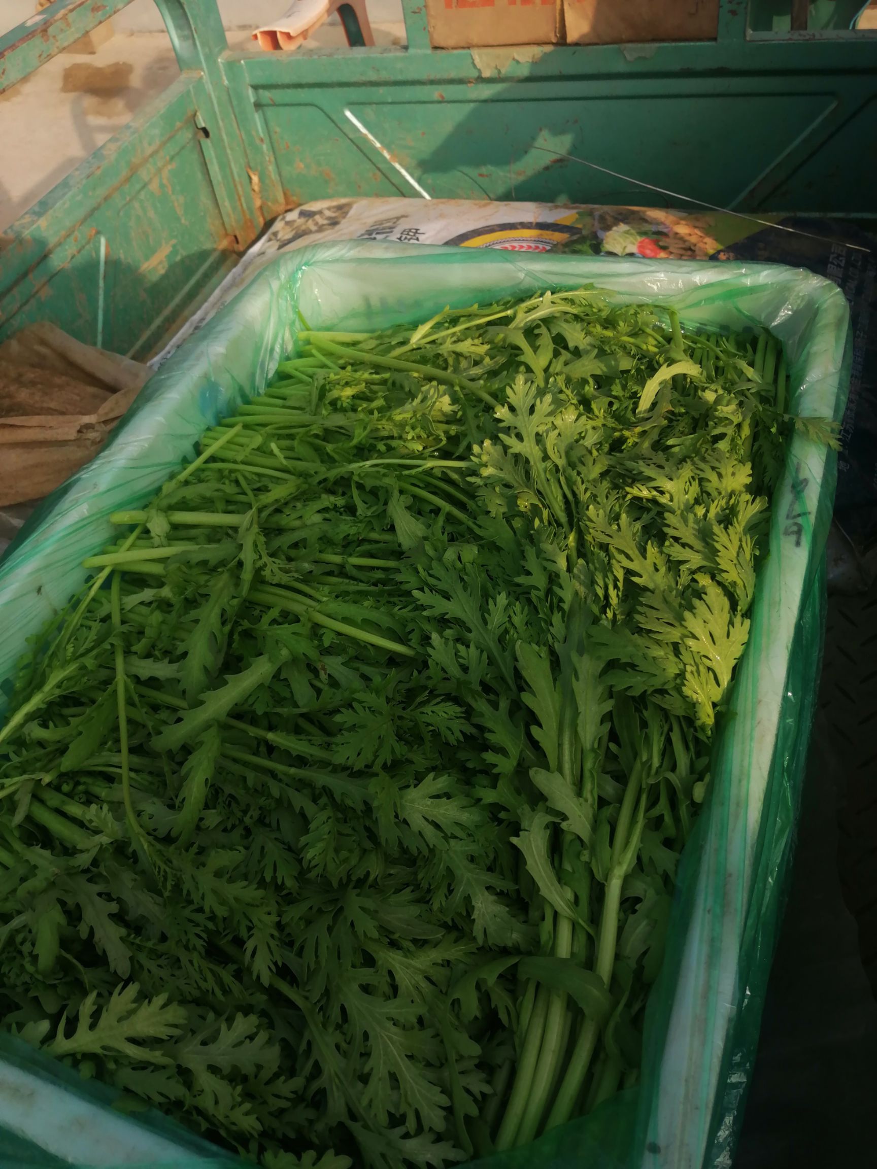 精品光杆茼蒿