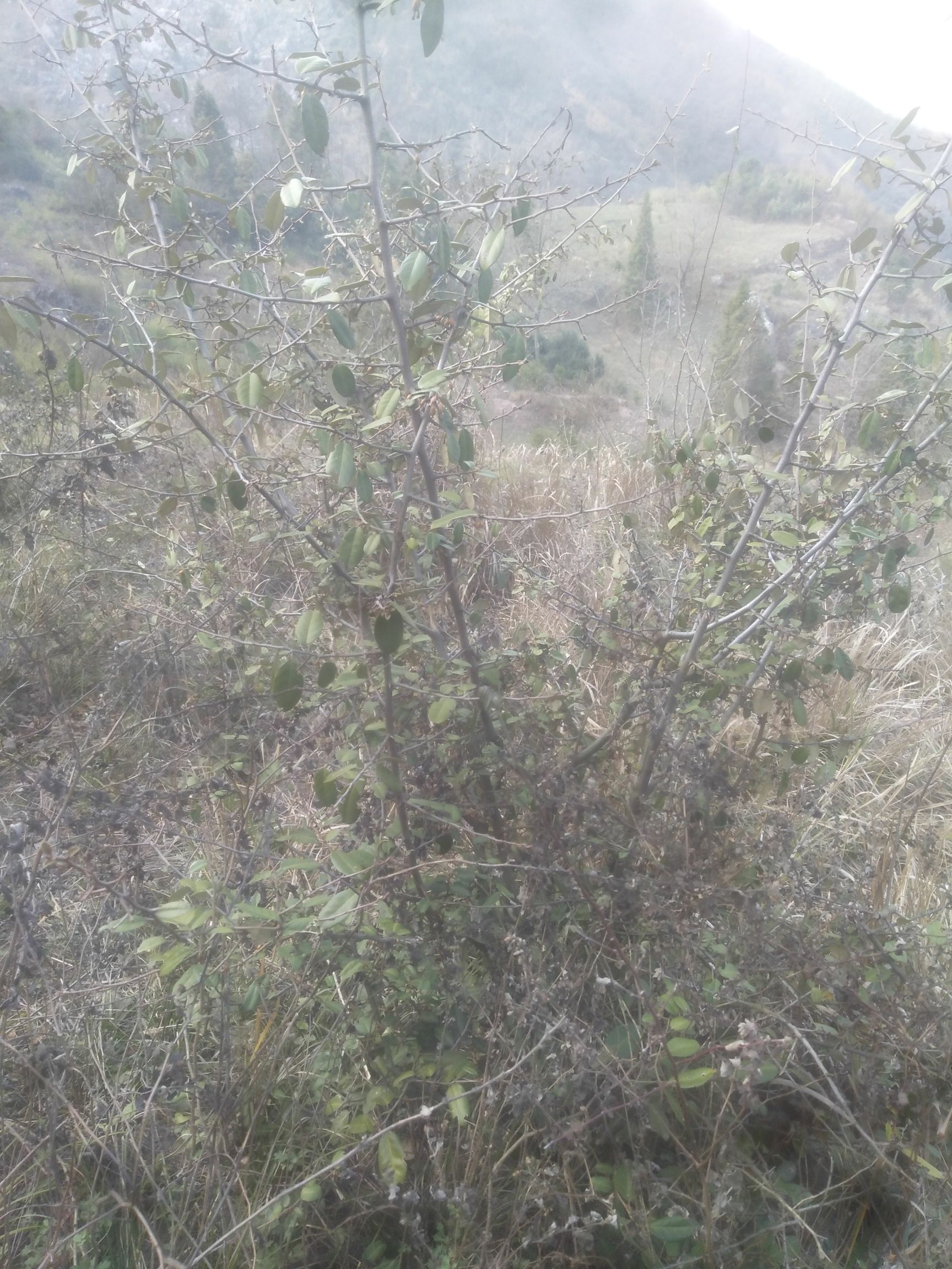 羊奶果苗 羊奶果树苗,盆景苗