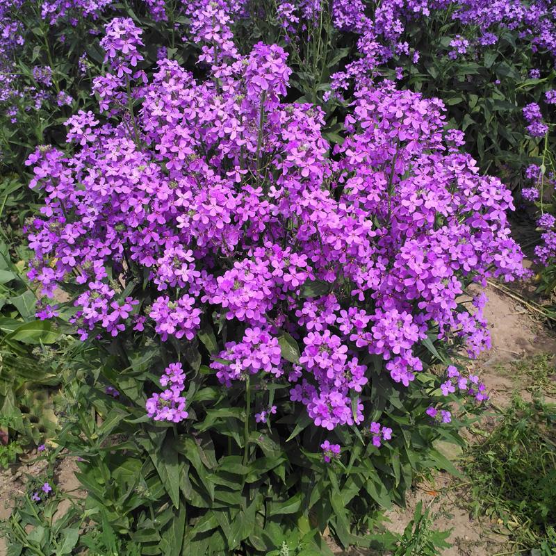 蓝香芥种子 蓝香介花种子欧亚香花芥春秋播室外庭院景观绿化花卉种子