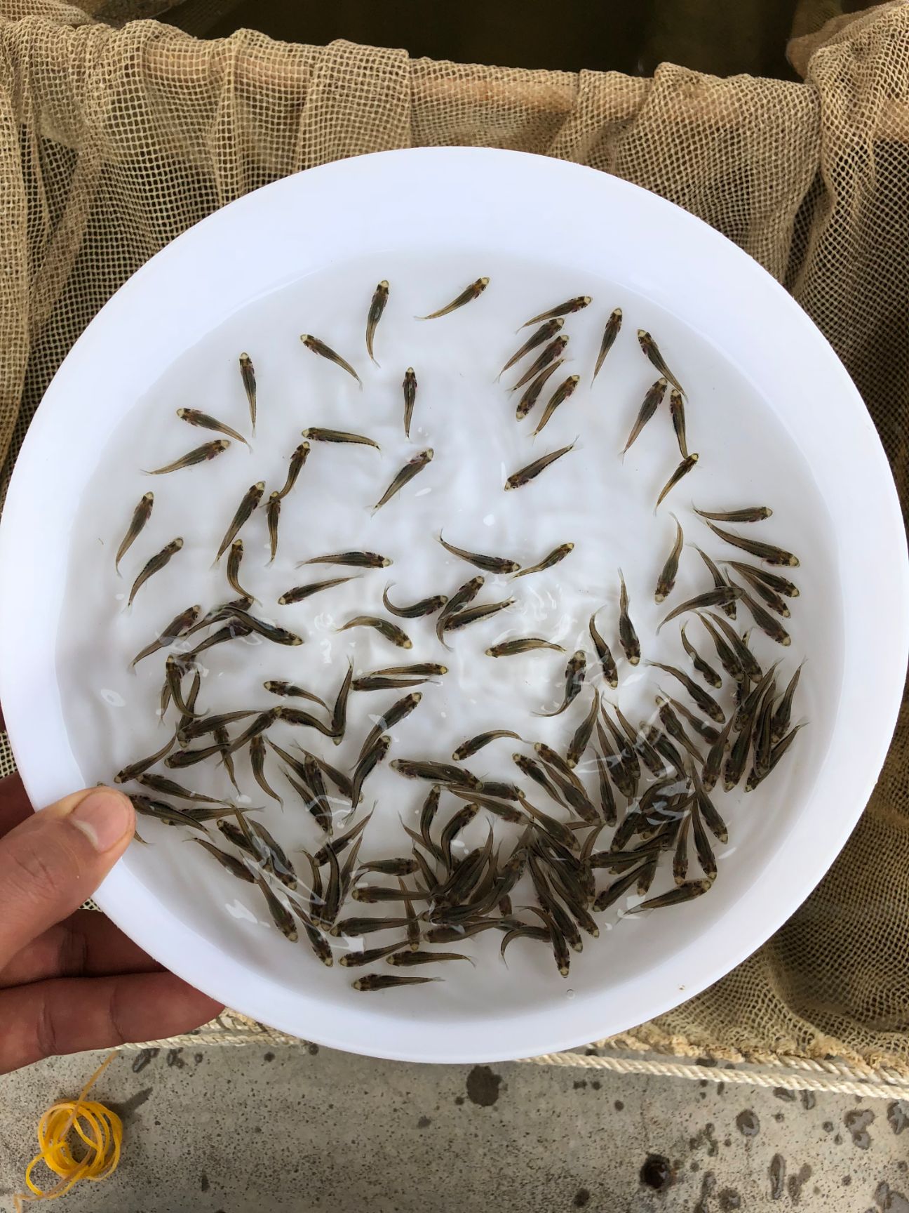 【大量供应】 鱼苗 加州鲈鱼苗 水花 已驯料