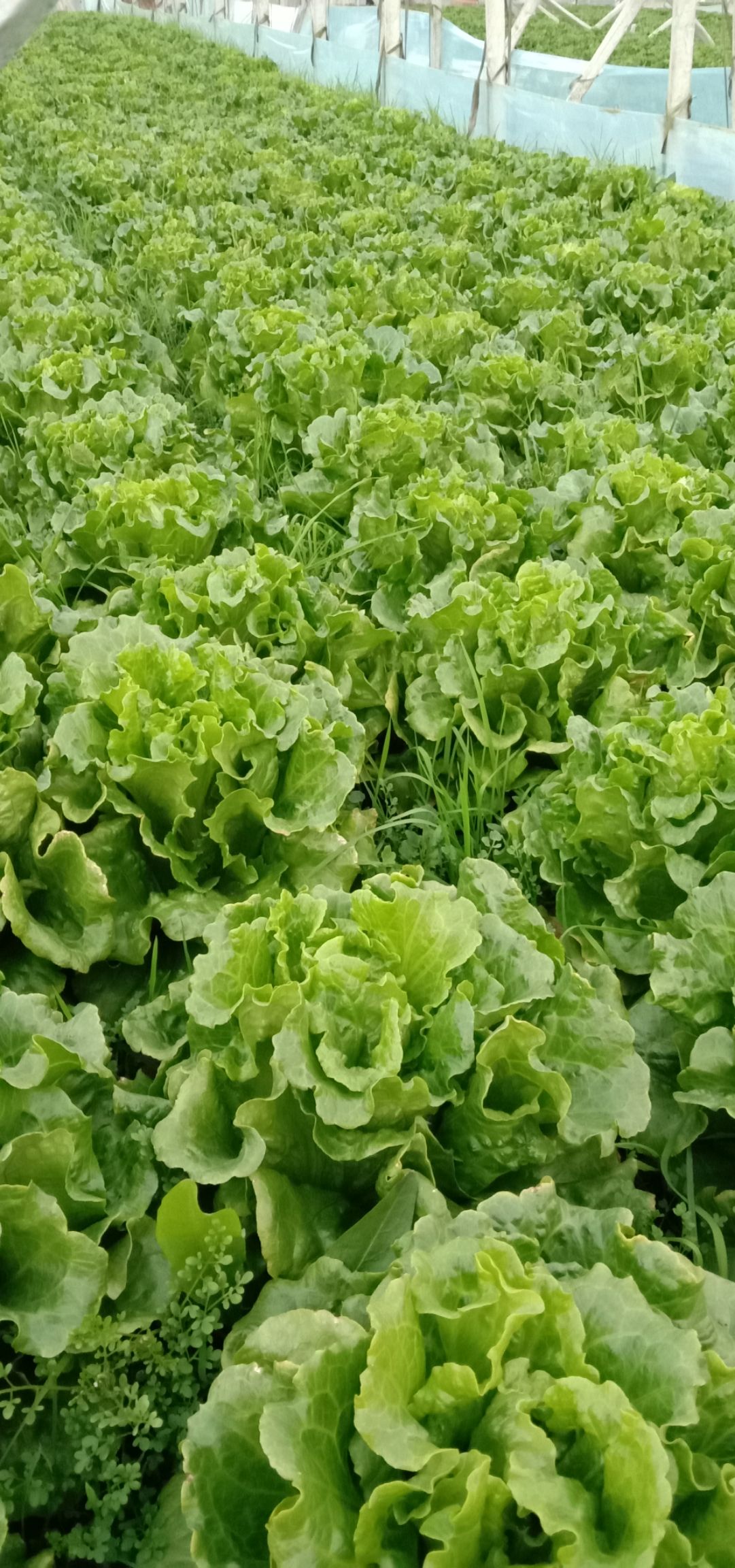 意大利生菜 意大利
